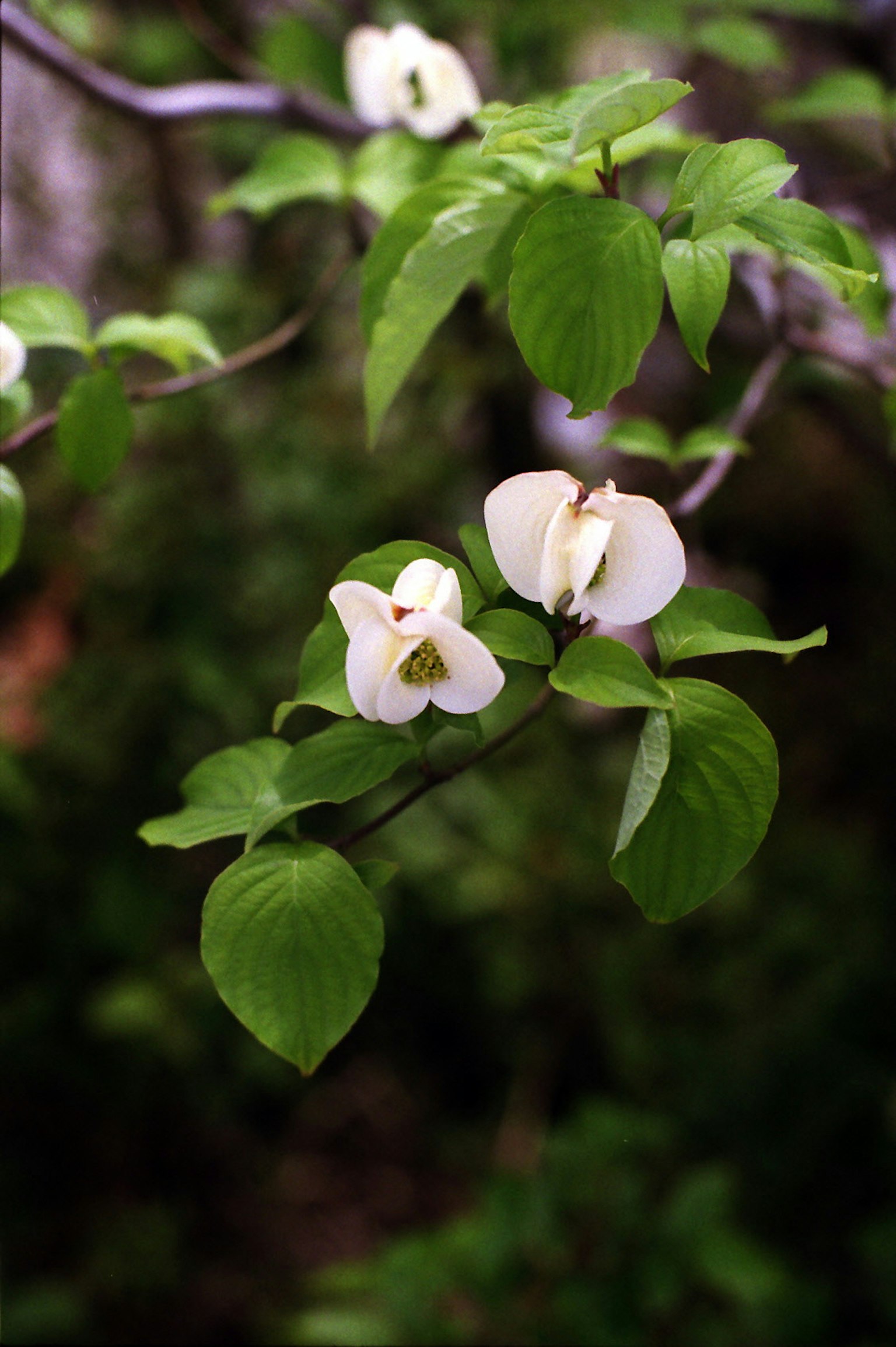特写一根带有白色花朵和绿色叶子的树枝