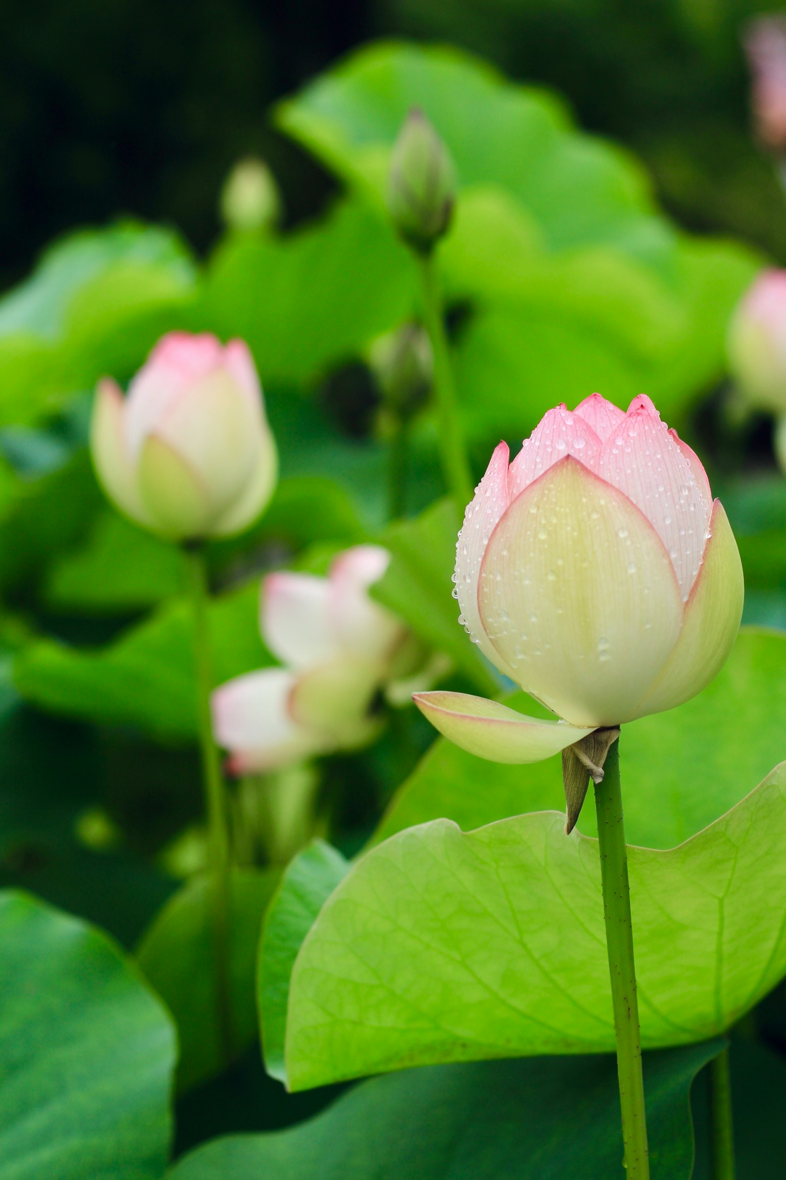 美麗的蓮花在綠色葉子中綻放