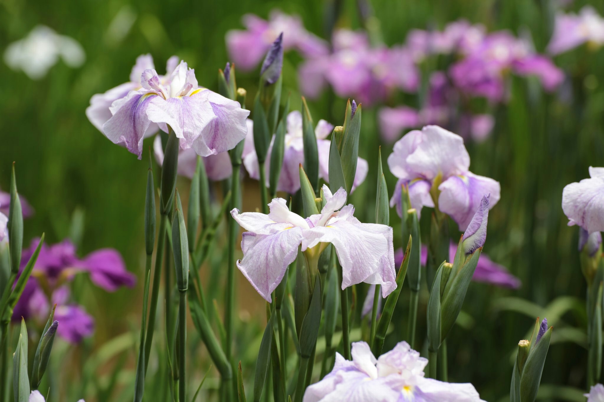 紫のアイリスが咲く花畑の群生