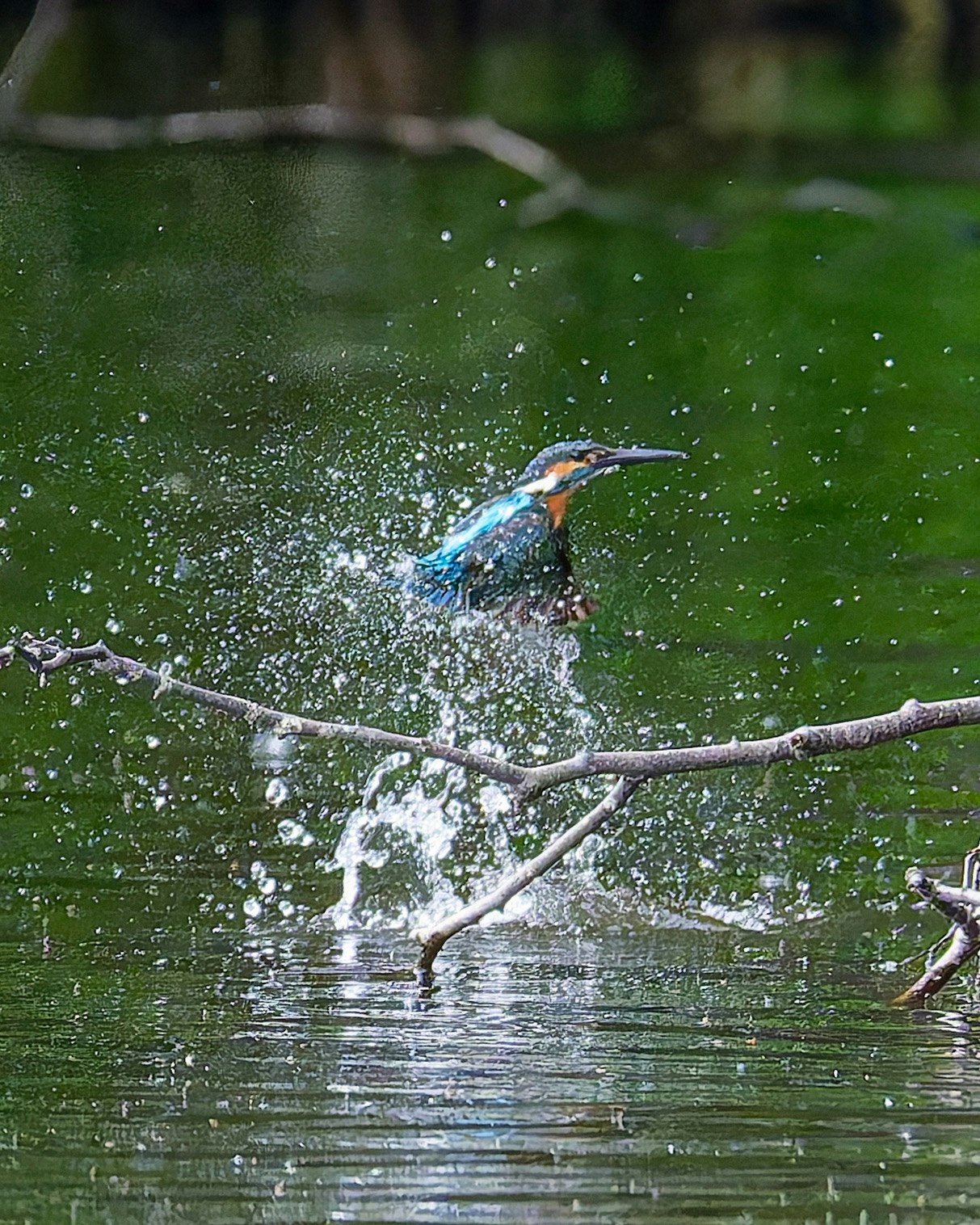 水面に飛び散る水しぶきのある小鳥