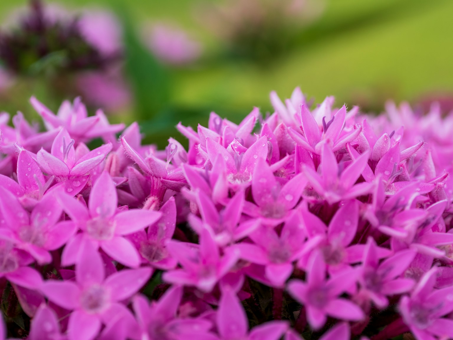 Grupo de flores moradas vibrantes en plena floración