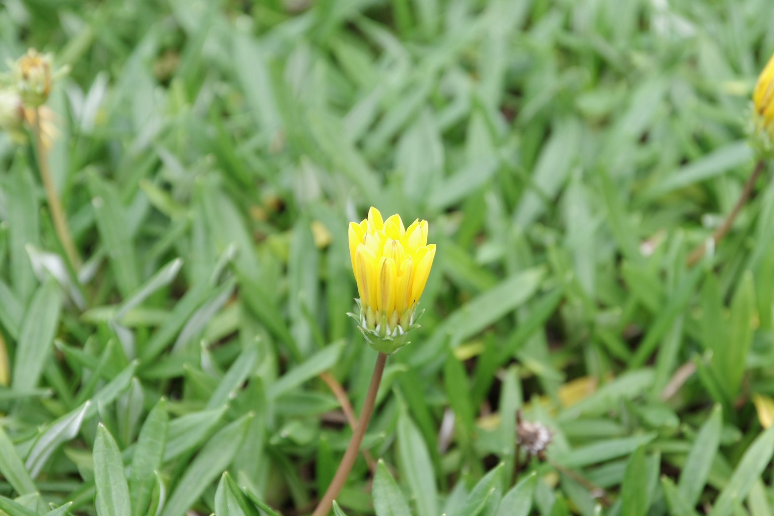 Acercamiento de una flor amarilla floreciendo entre la hierba verde
