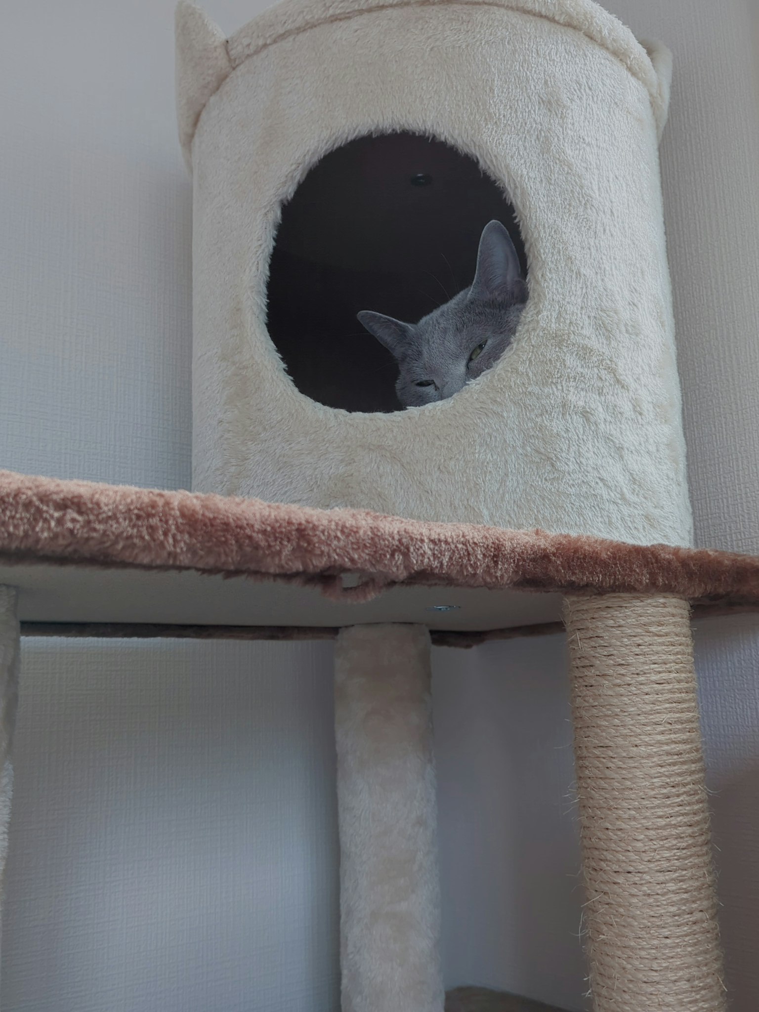 猫从猫树的藏身处探出头来