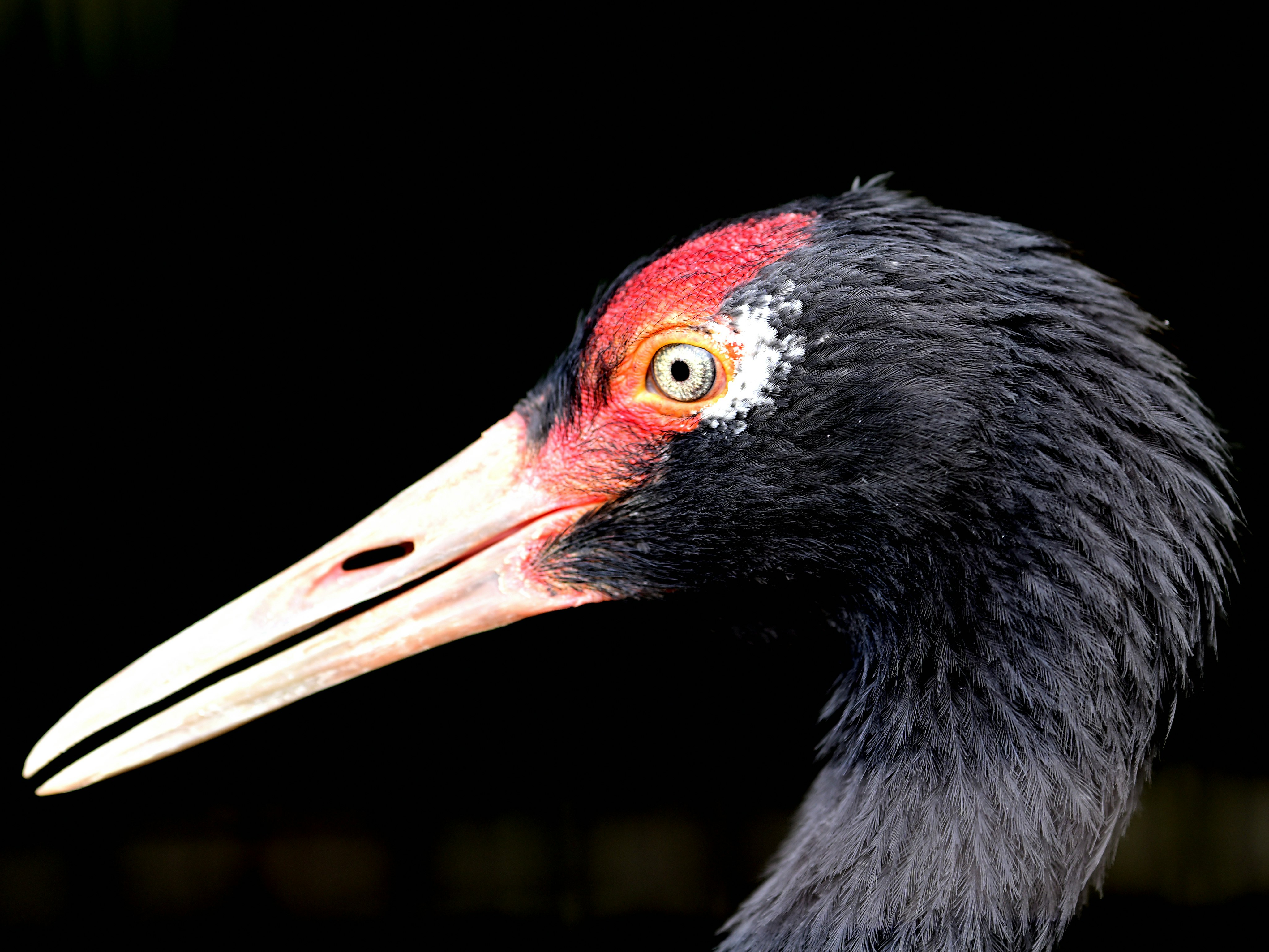 黒い羽の鳥の横顔アップ