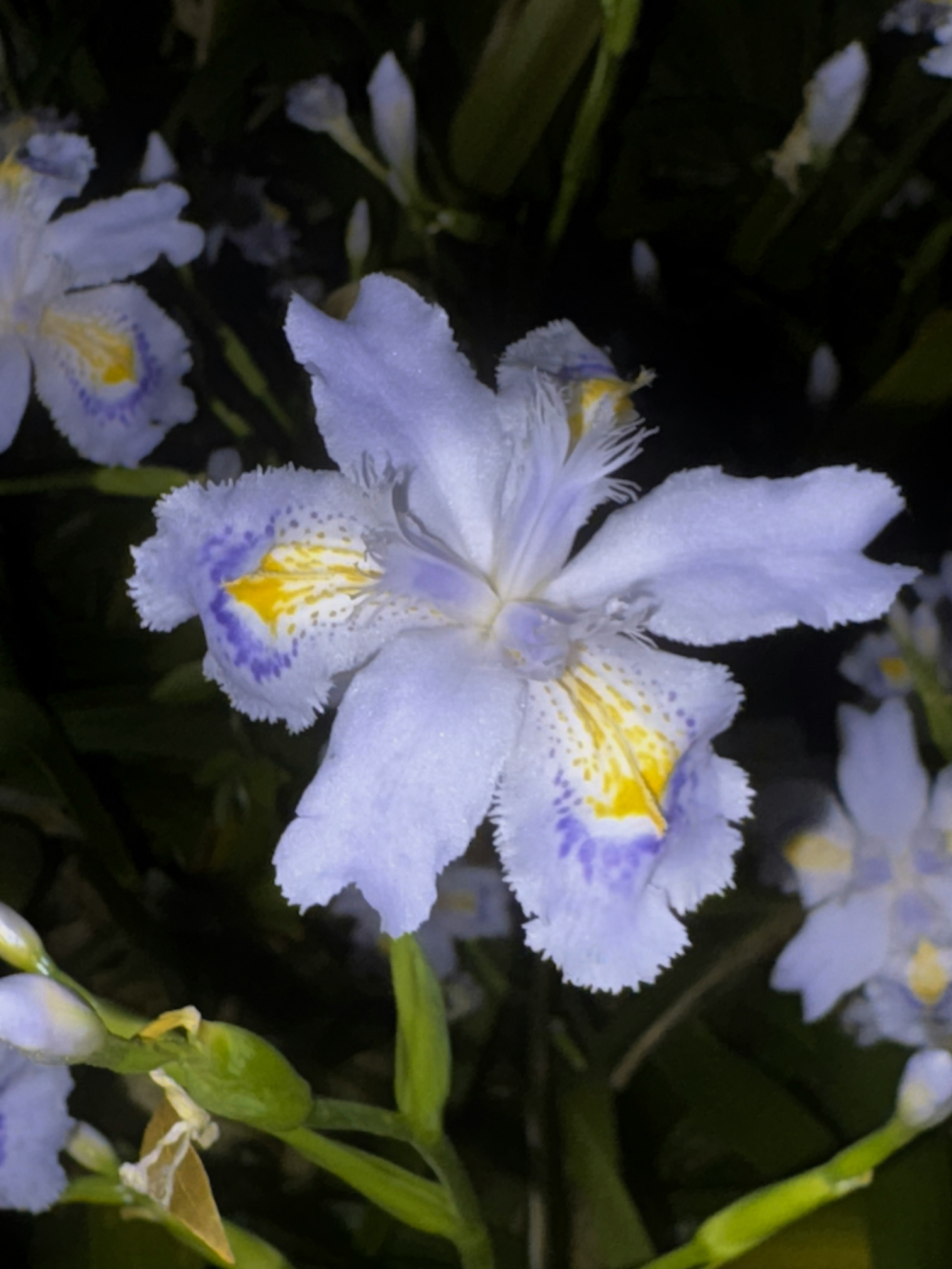 紫色鳶尾花特寫