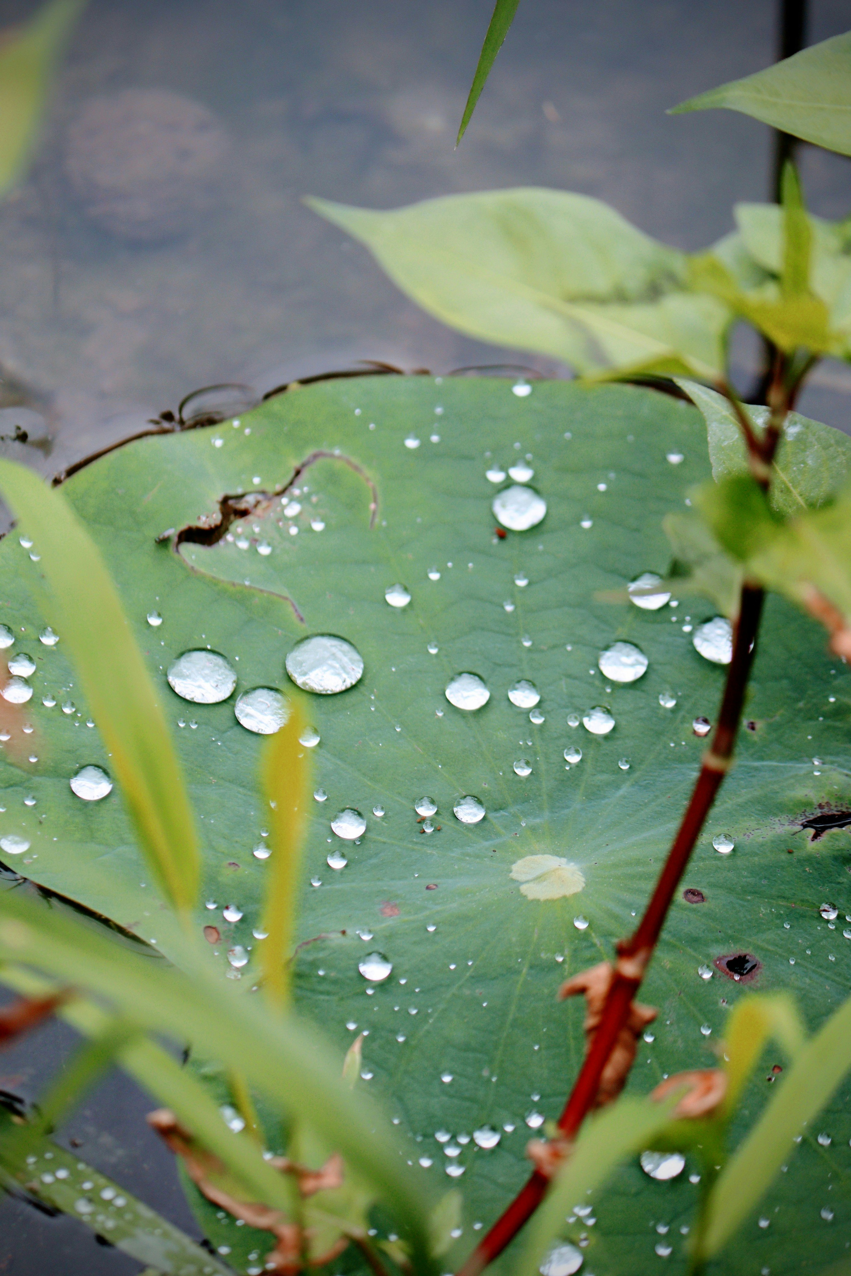 雨後荷葉水滴特寫