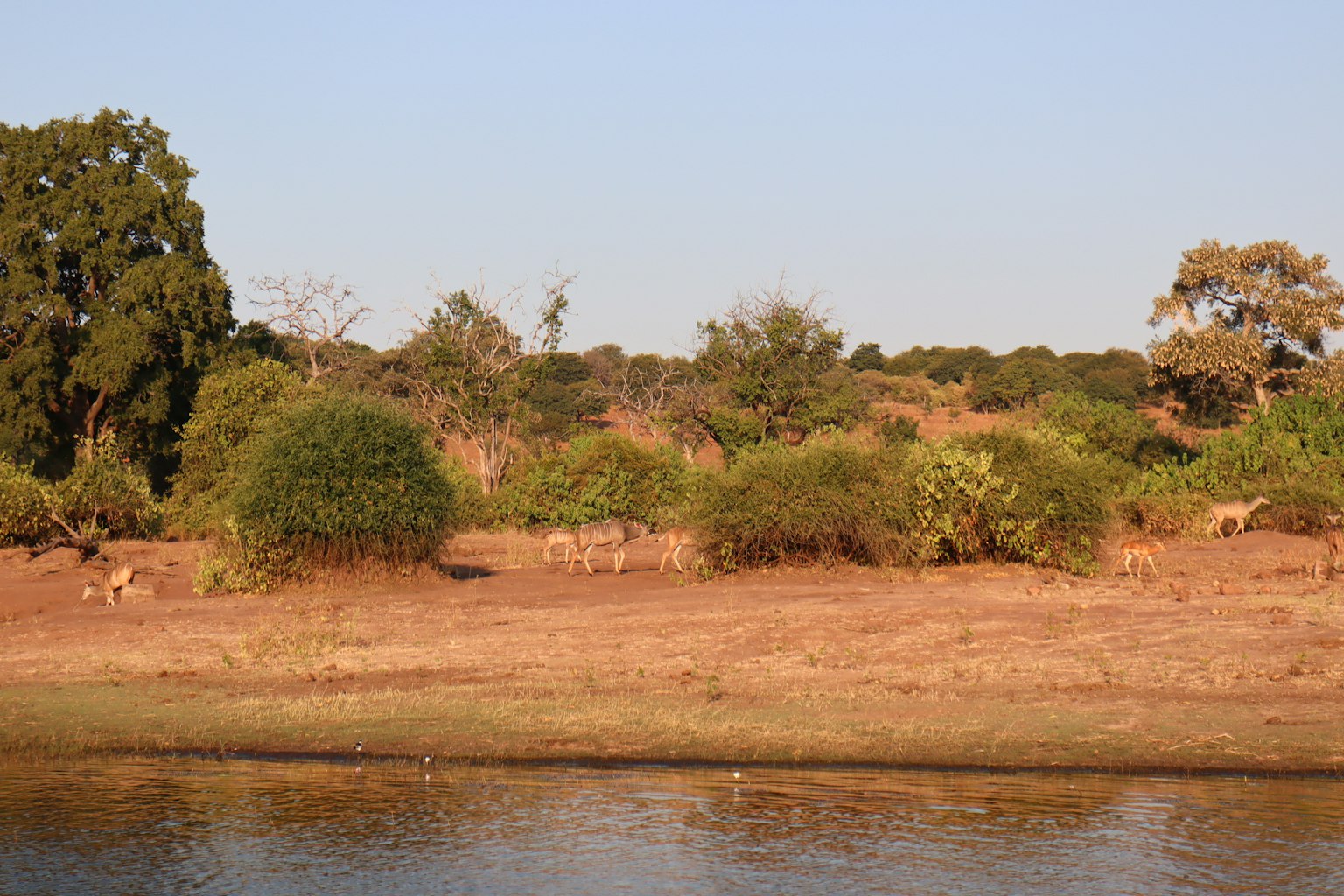 Paisaje con vida salvaje cerca de un río con praderas y arbustos