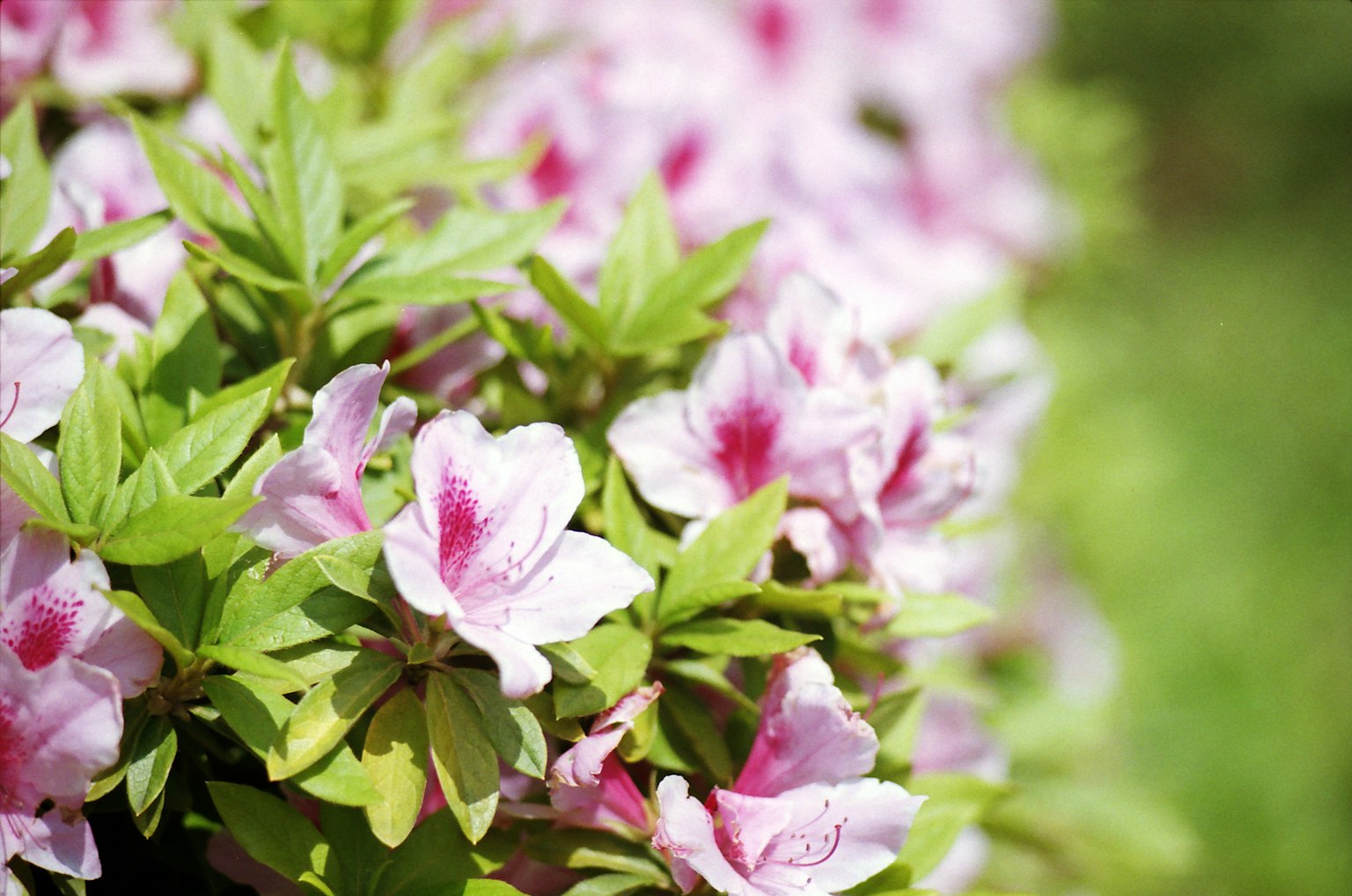 Cây anh đào với hoa hồng tươi sáng và lá xanh