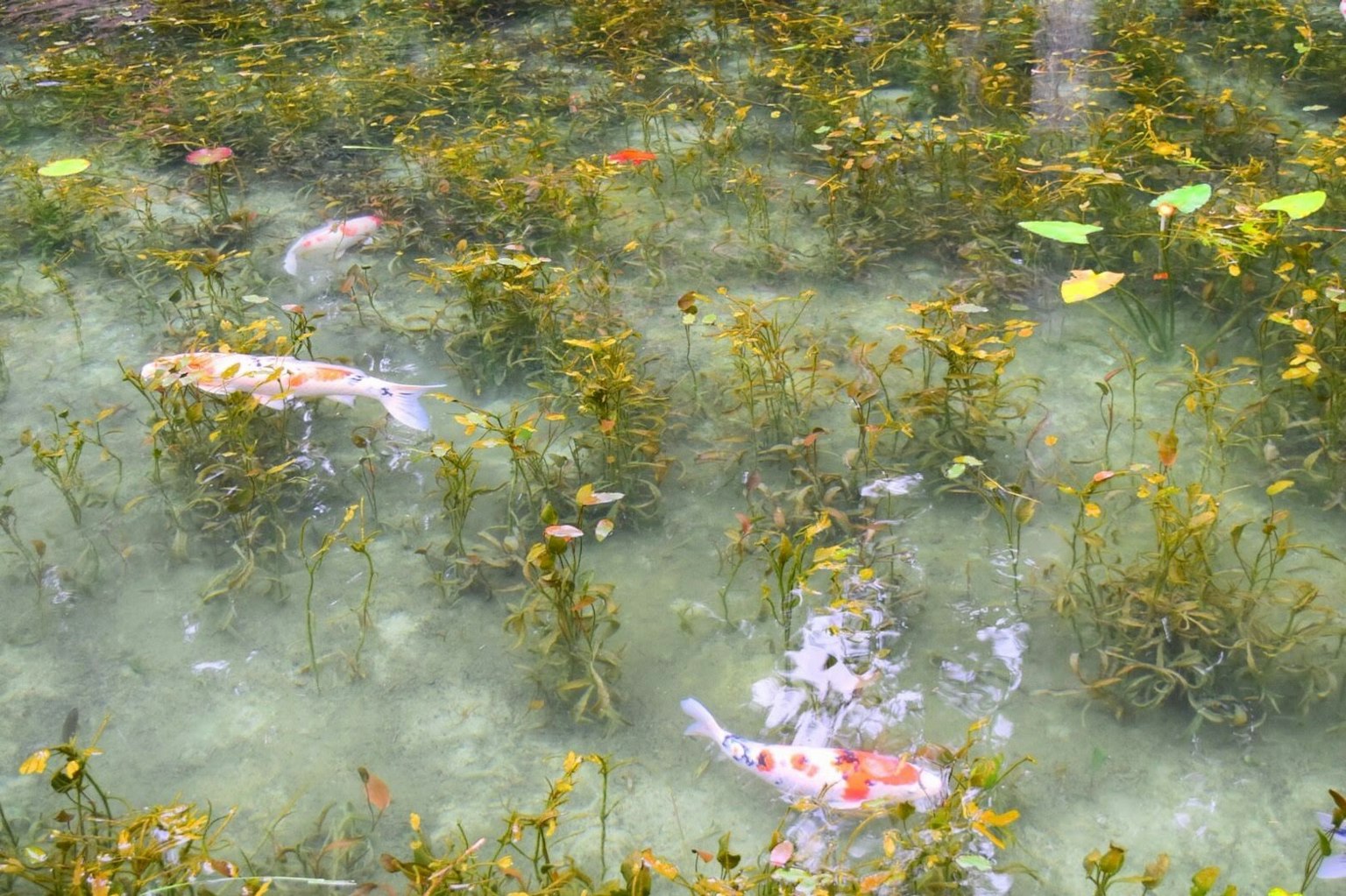 Peces koi nadando entre plantas acuáticas en un estanque claro