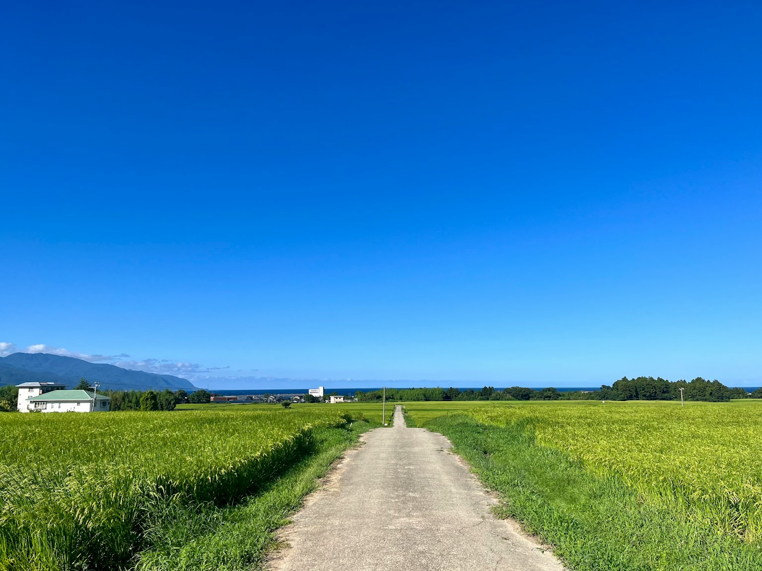 Camino rural bajo un cielo azul claro con campos de arroz