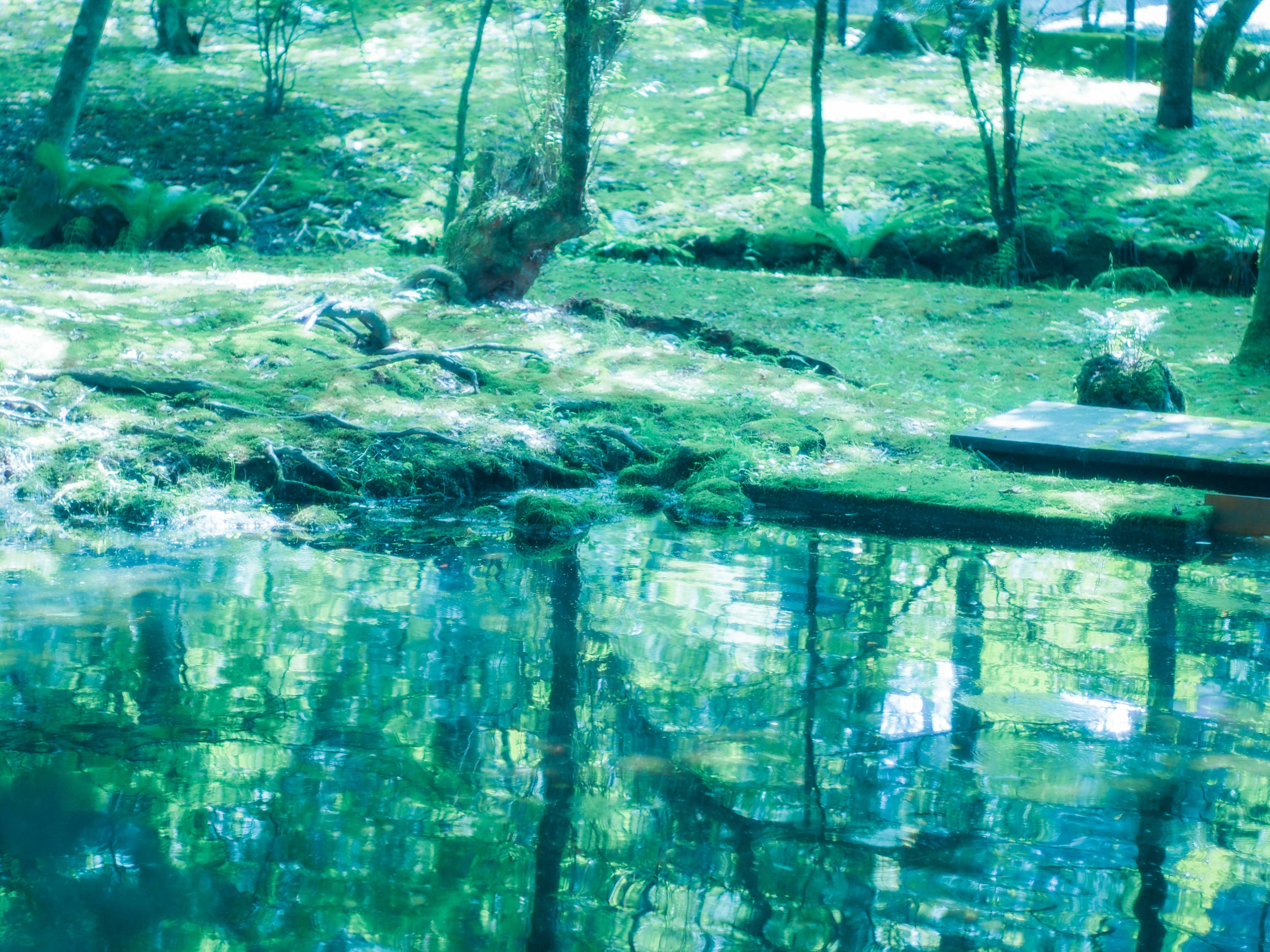 森の小川に浮かぶ丸太と水面の反射