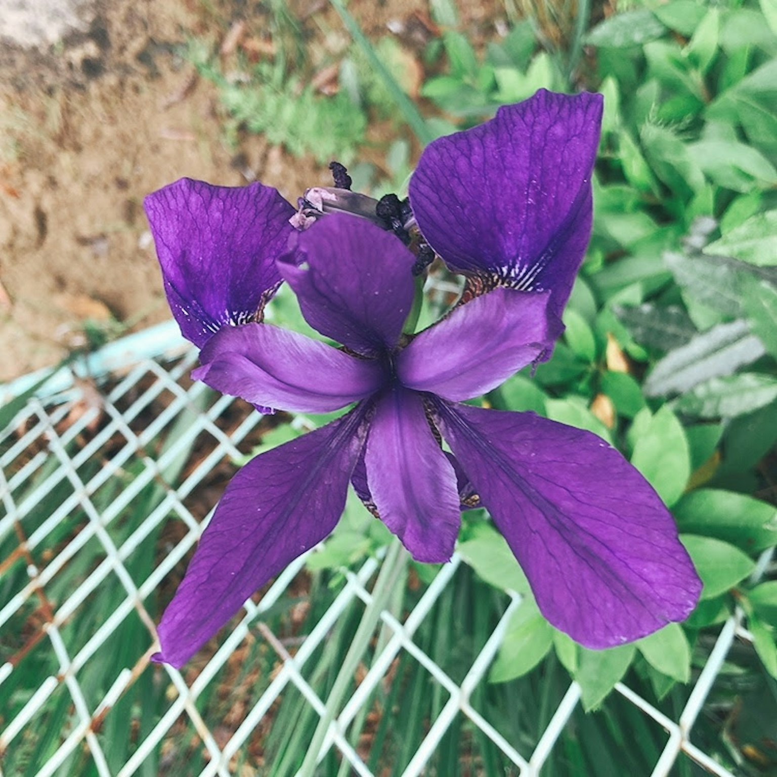 鲜艳的紫色花朵盛开在绿色叶子中