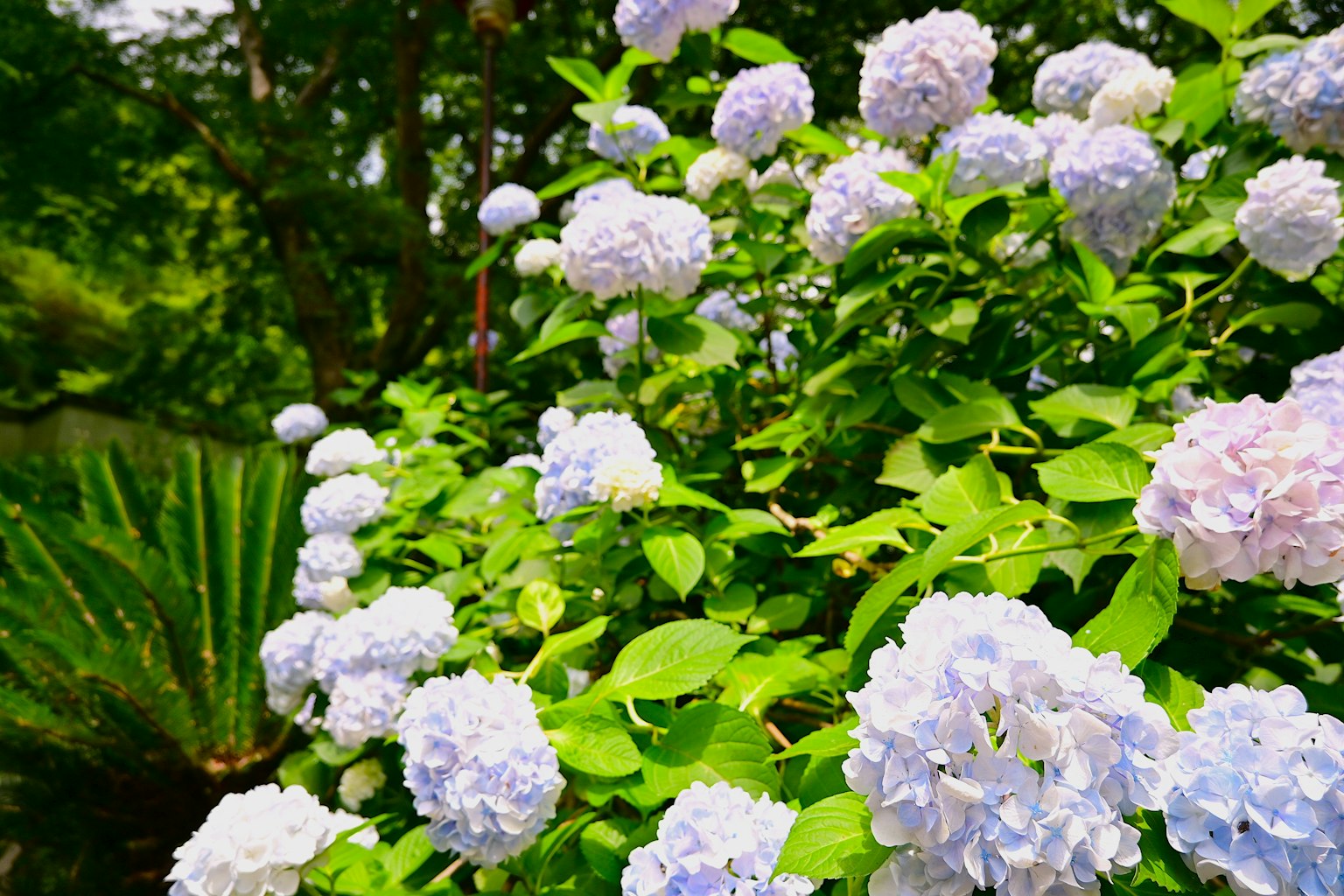 Nahaufnahme einer blühenden Pflanze mit blassen lila Blüten, umgeben von grünen Blättern