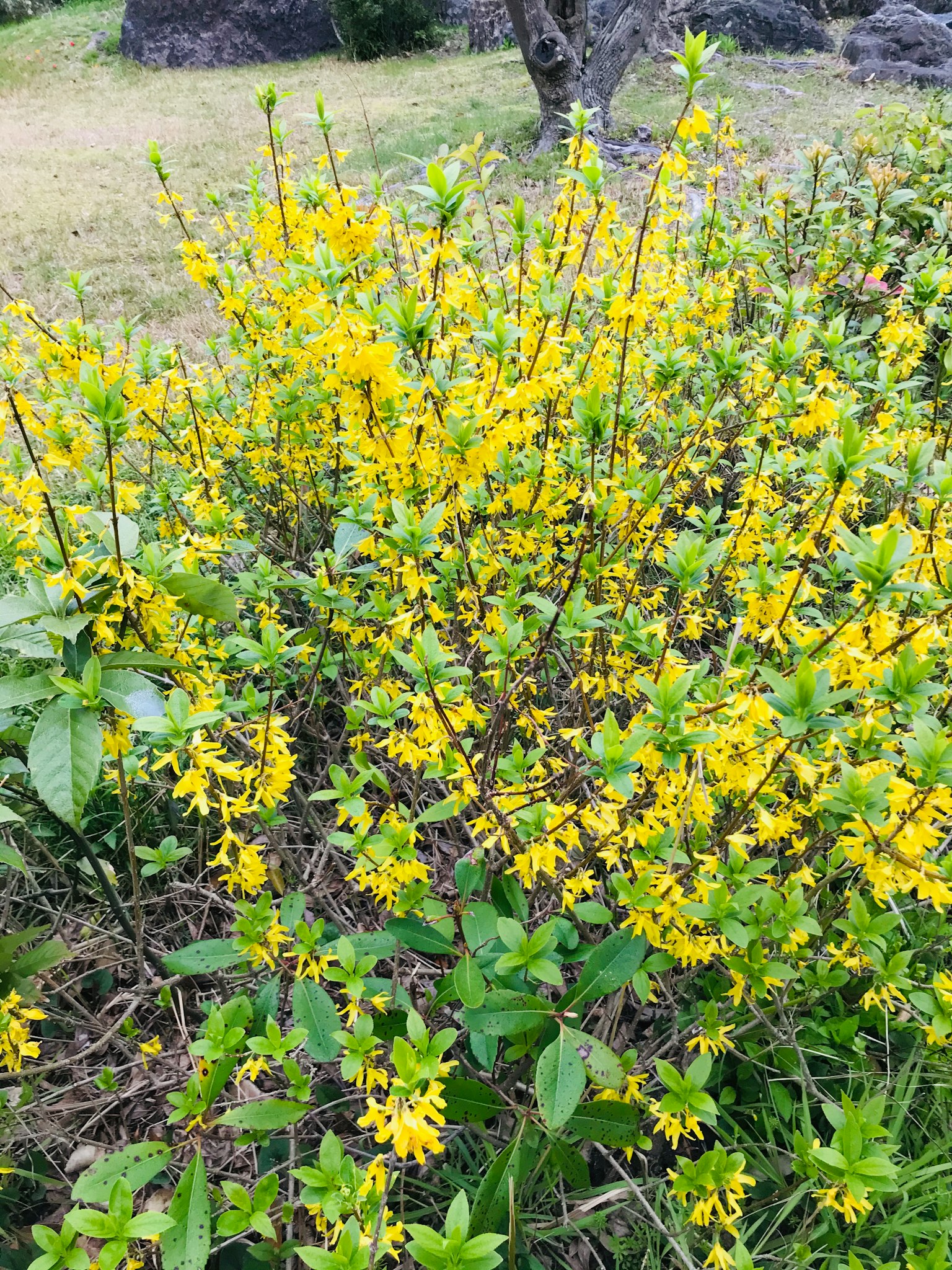 Ein Busch voller lebendiger gelber Blumen umgeben von grünen Blättern