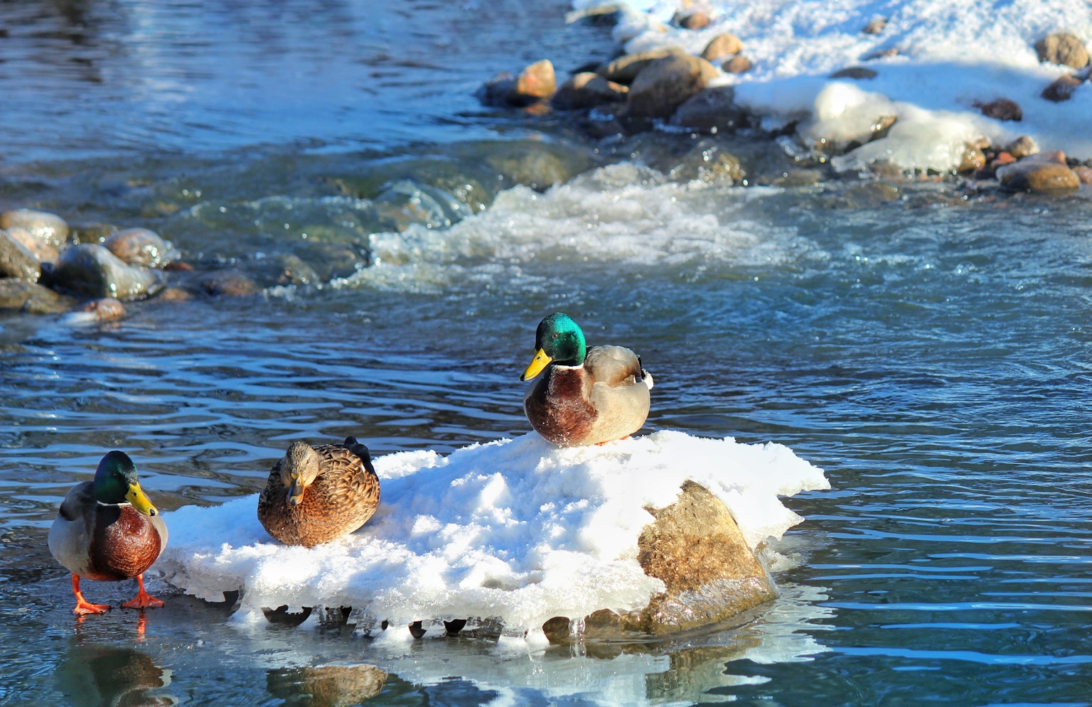 Canards reposant sur un tas de neige avec de l'eau qui coule