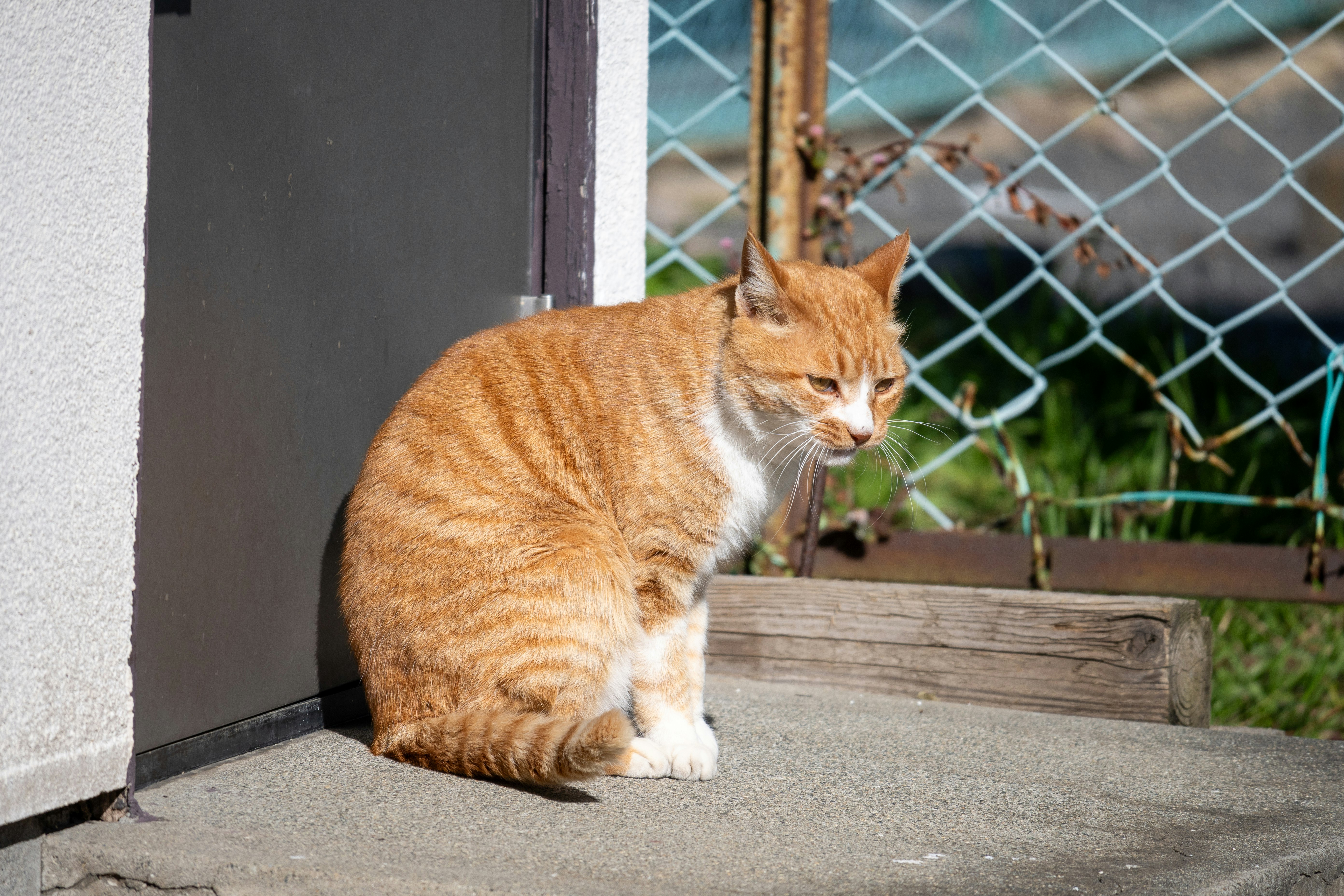 orange cat resting by a wall