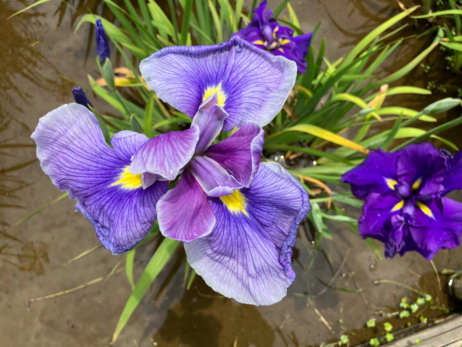 Hermosas flores moradas floreciendo junto al agua