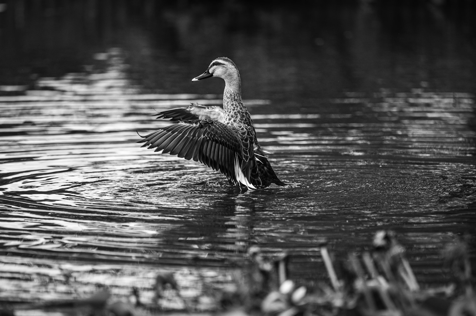 Foto in bianco e nero di un'anatra che apre le ali sull'acqua