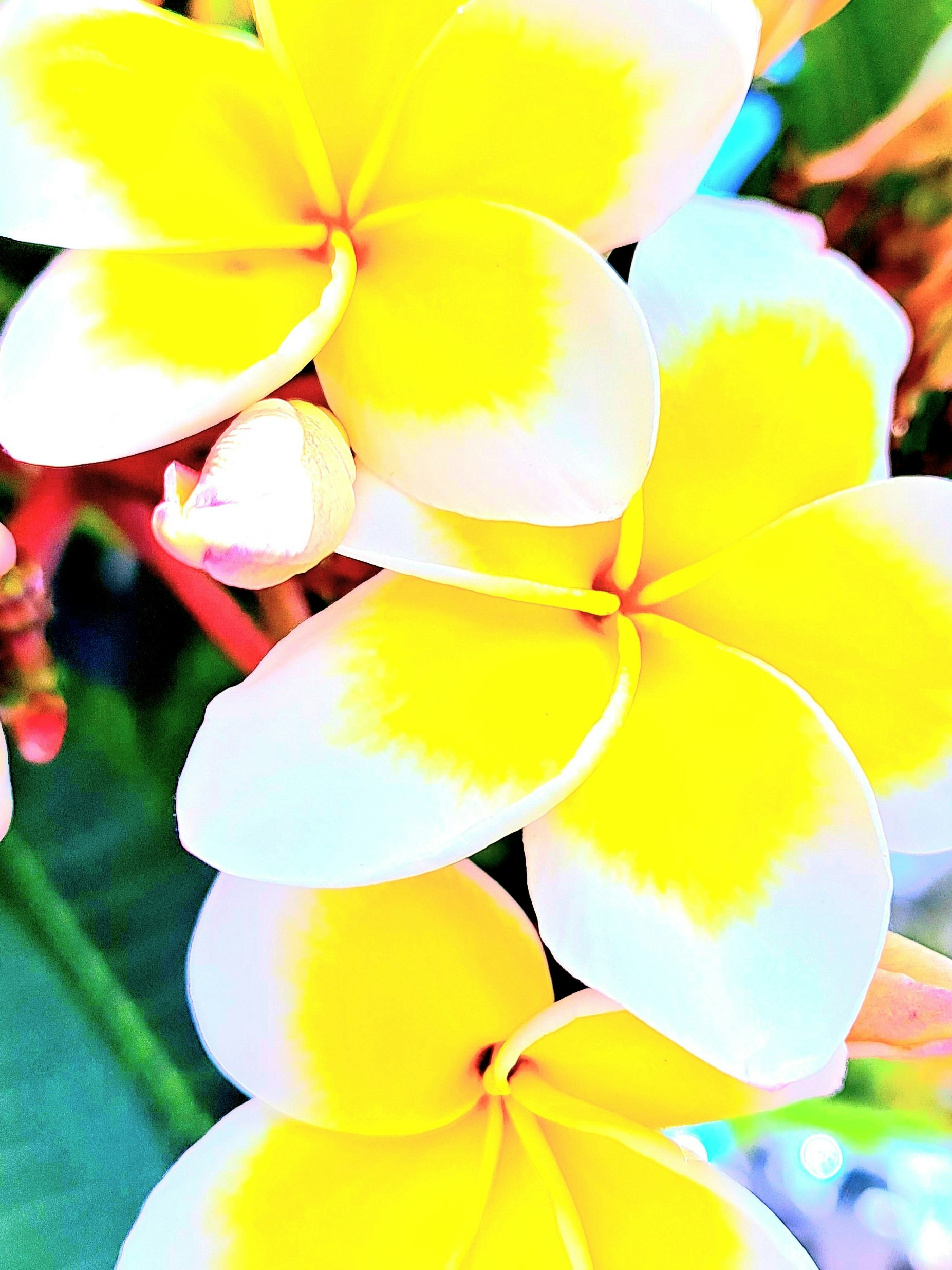 白と黄色のプルメリアの花のクローズアップ