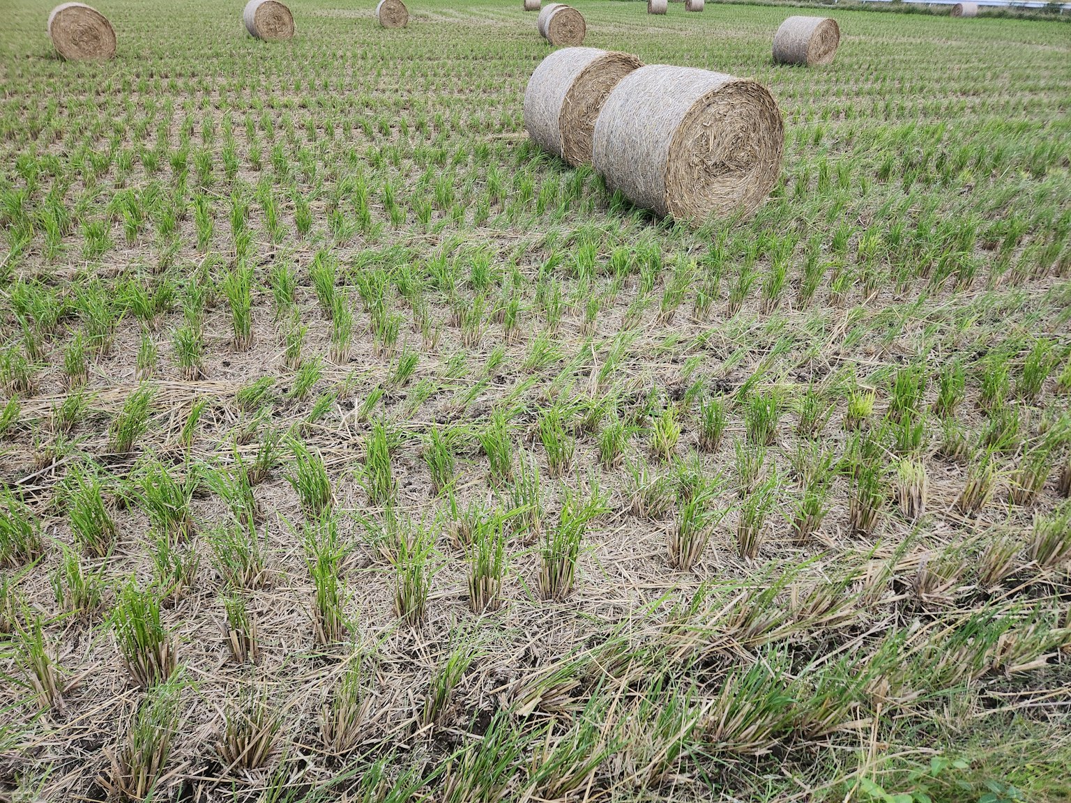 Reissetzlinge in einem Feld mit Strohballen