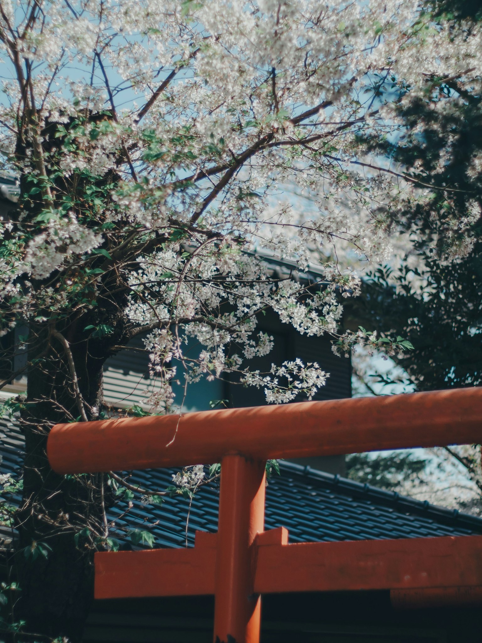 Kirschbaum mit weißen Blüten und einem roten Torii