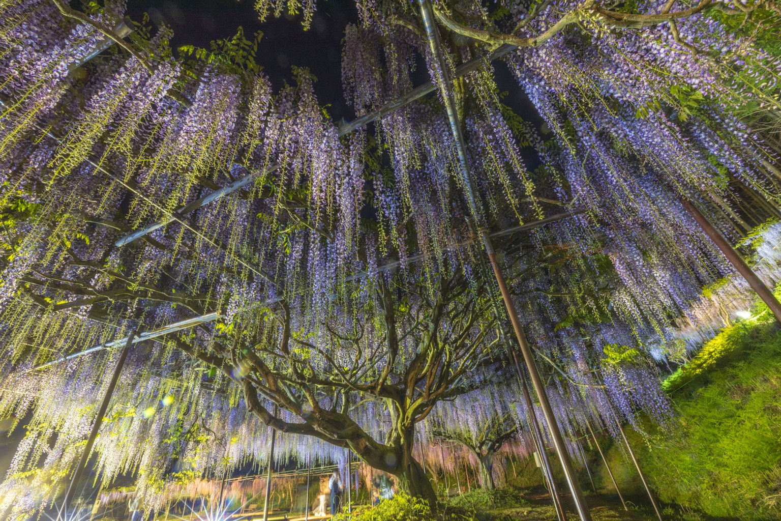 Una vista straordinaria di fiori di glicine che pendono da un albero creando un'atmosfera magica