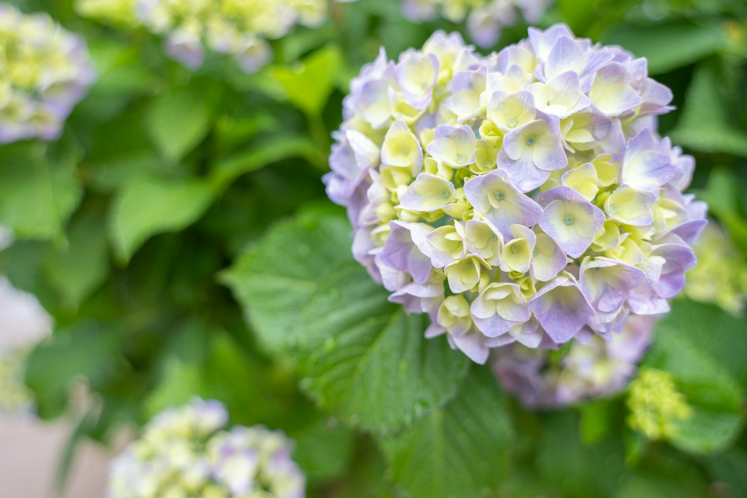 Flores de hortensia en tonos púrpuras y verdes pálidos
