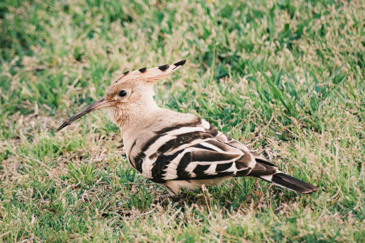 Ein Vogel ähnlich einem Wiedehopf auf Gras Der Vogel hat braune und weiße Streifen und eine auffällige Haube auf dem Kopf