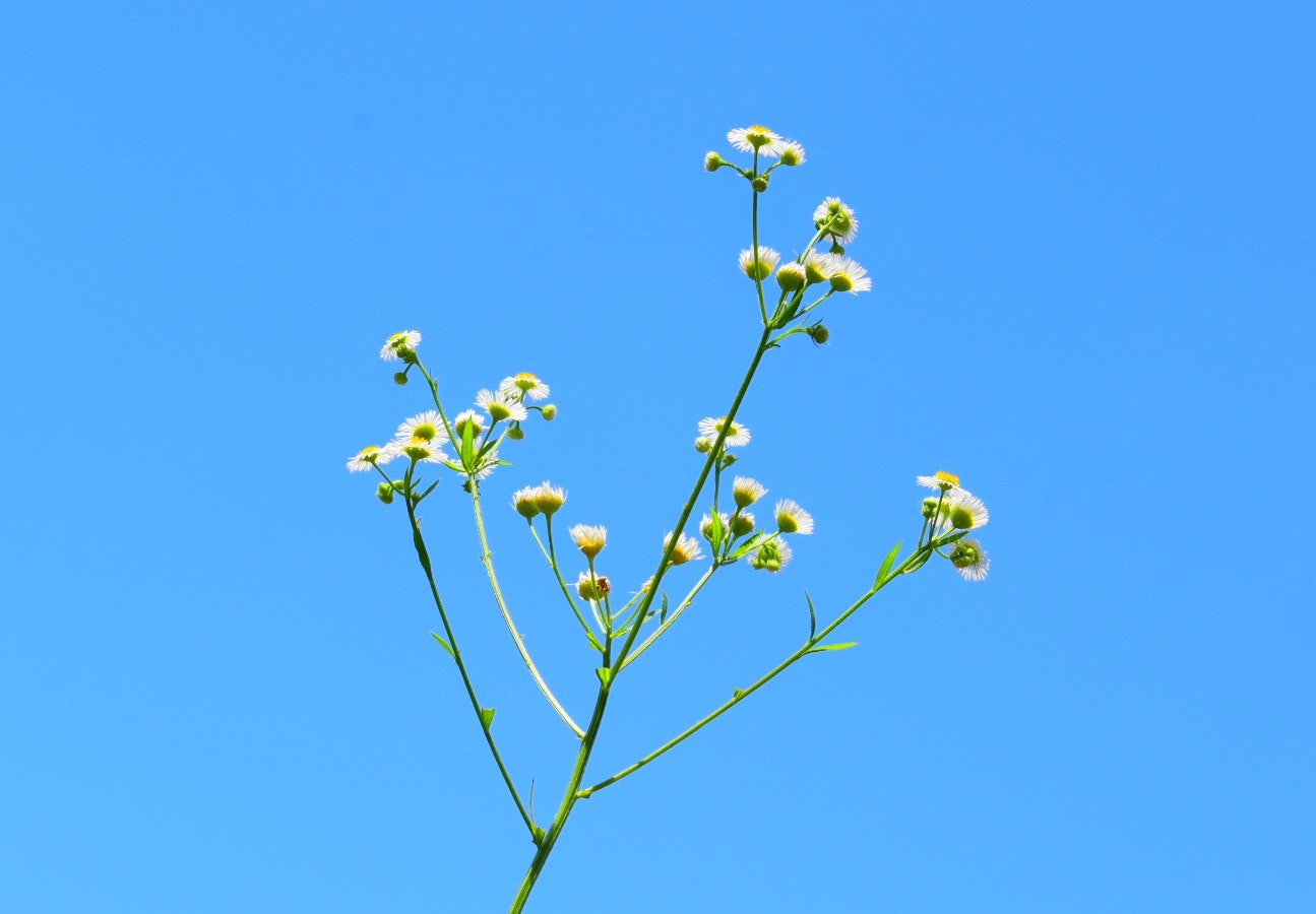 青空に伸びる小さな黄色い花の枝