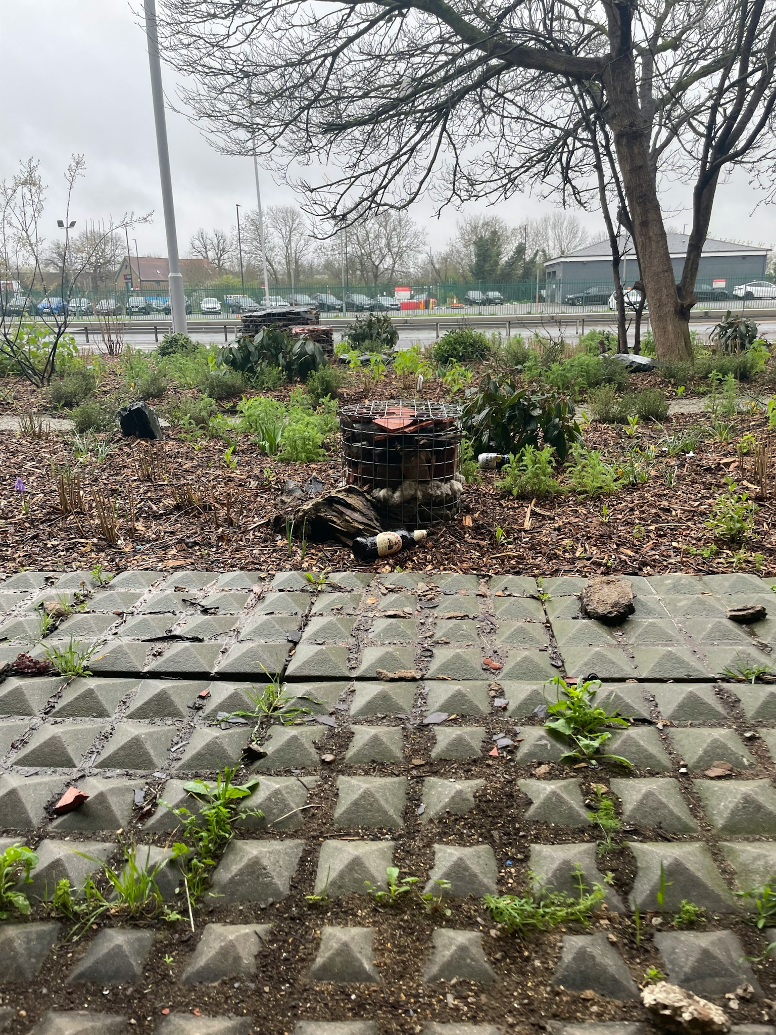 雨天的杂草丛生的公园场景 有草和树木