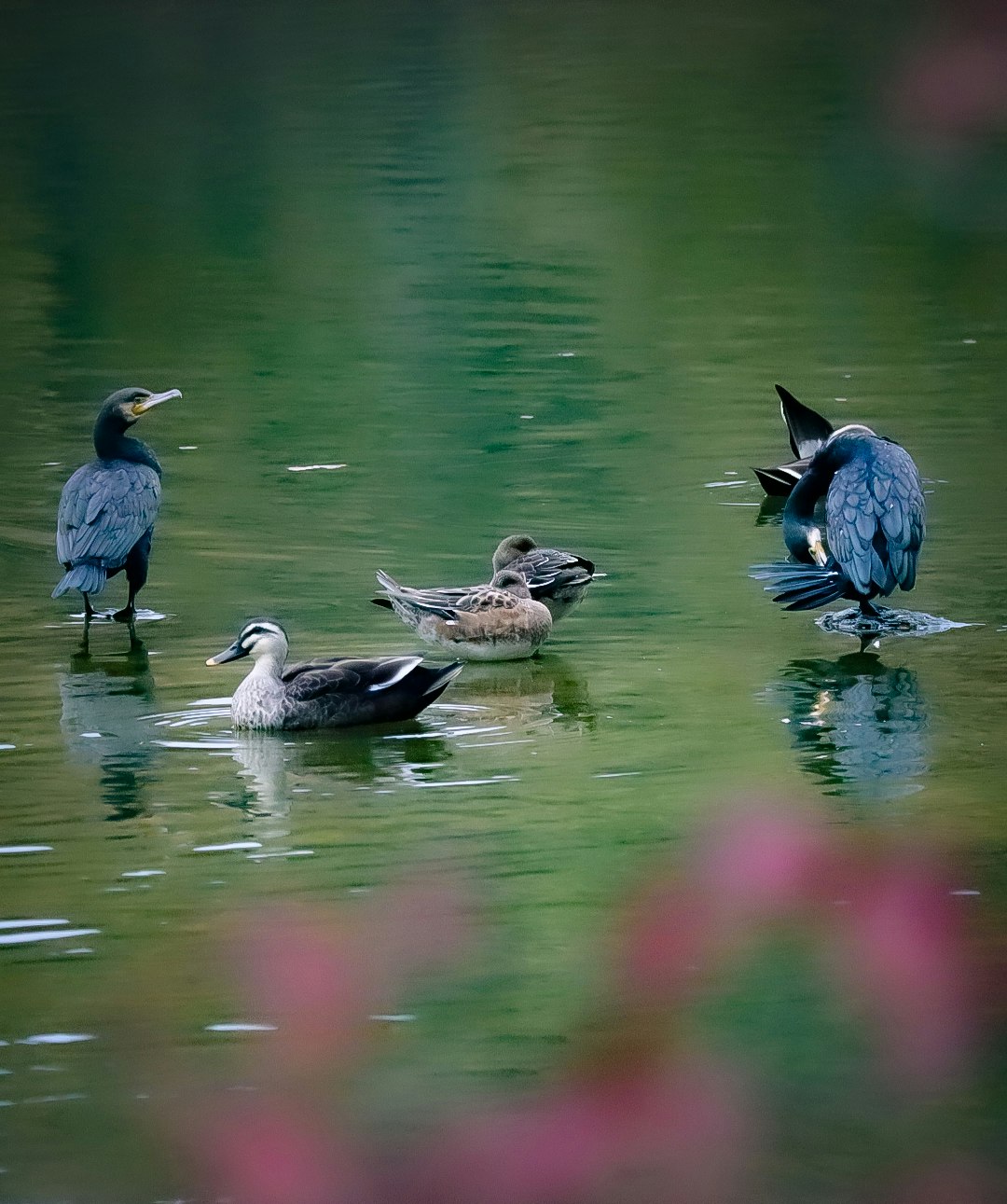 緑の水面に並ぶカモとクロサギ