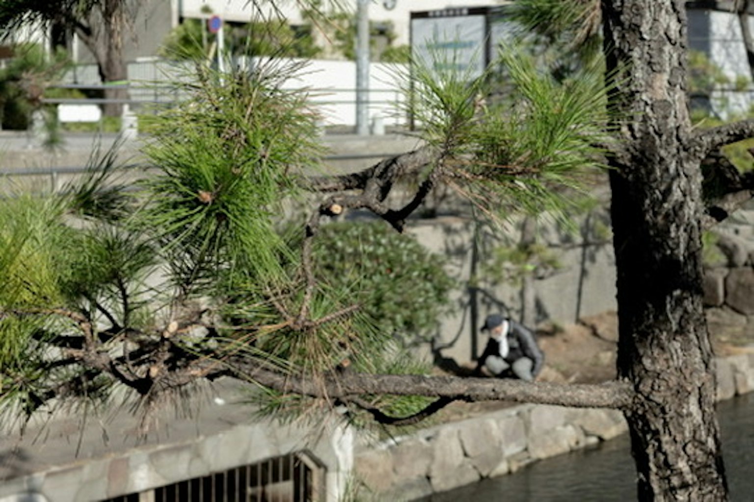 人們在綠松樹附近的池塘場景