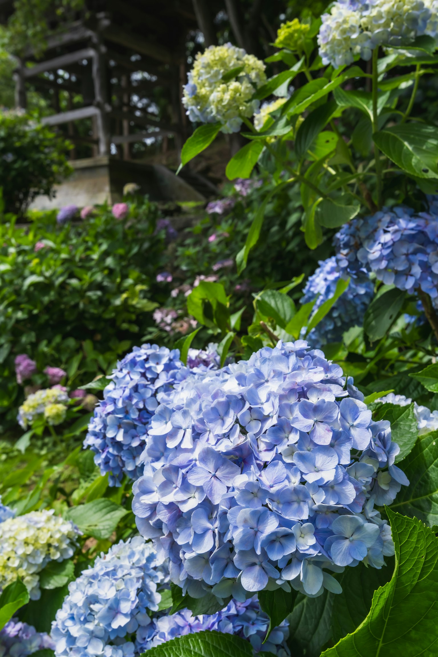 Eine Gartenszene mit blühenden blauen Hortensien