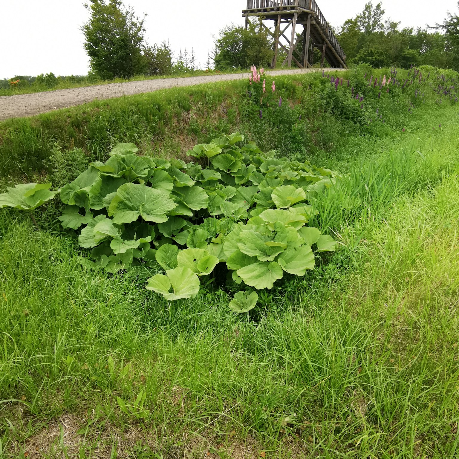 Grandes plantes à feuilles dans une zone herbeuse avec un chemin et une structure en bois en arrière-plan