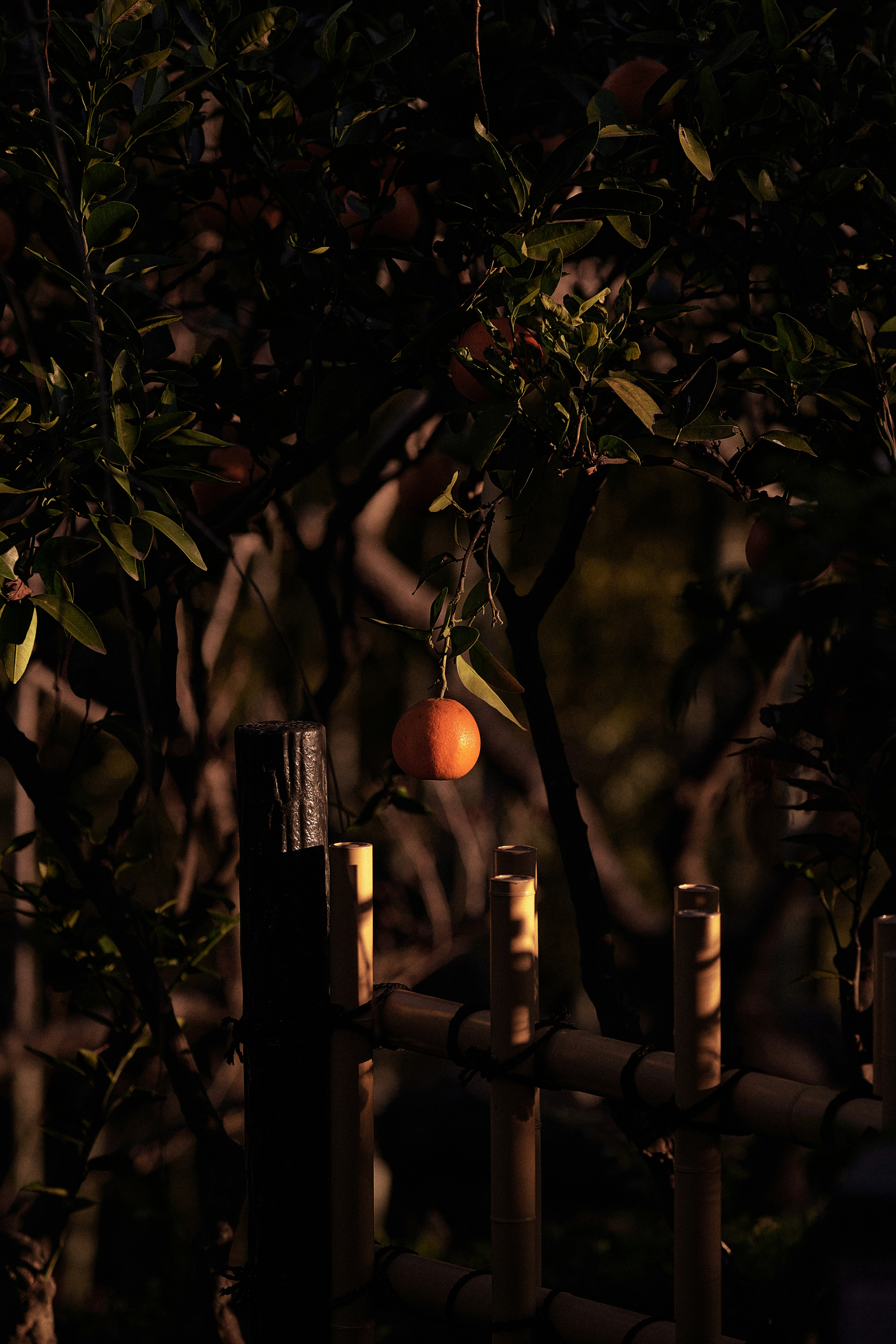 frutos naranjas colgando de una rama de árbol con luz de invierno