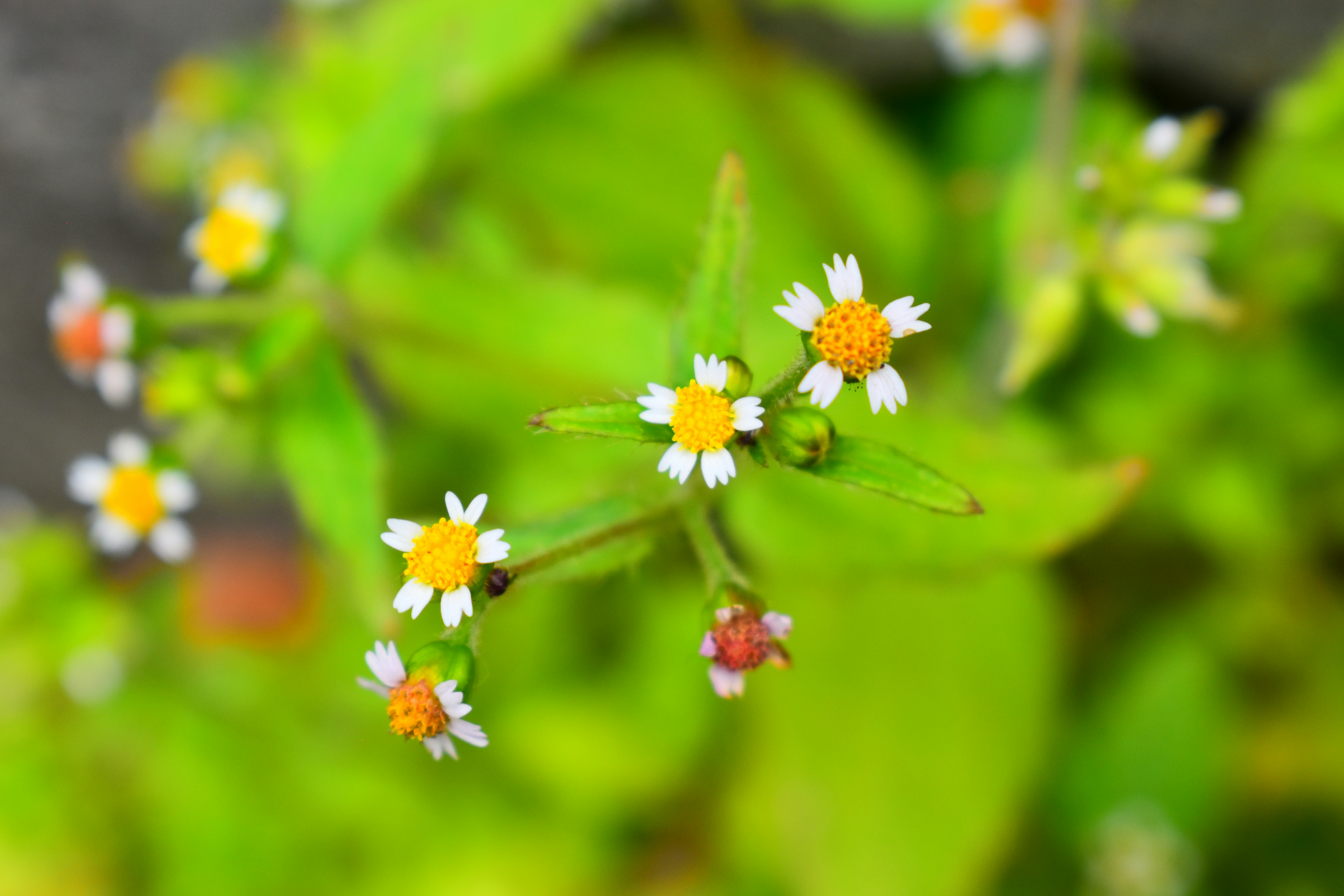 ハキダメギクの小花が咲く草むらの接写