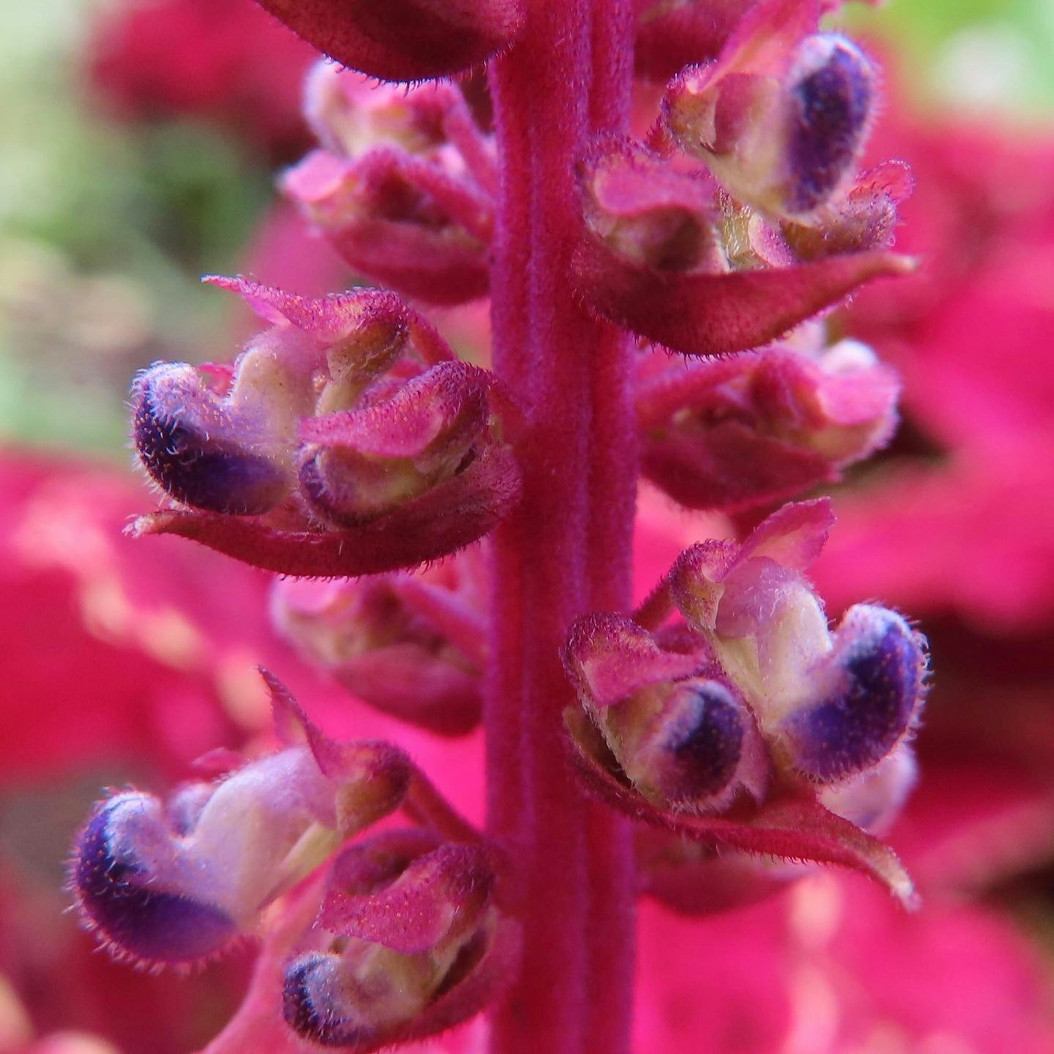 Primer plano de una planta con flores rosas vibrantes y botones morados