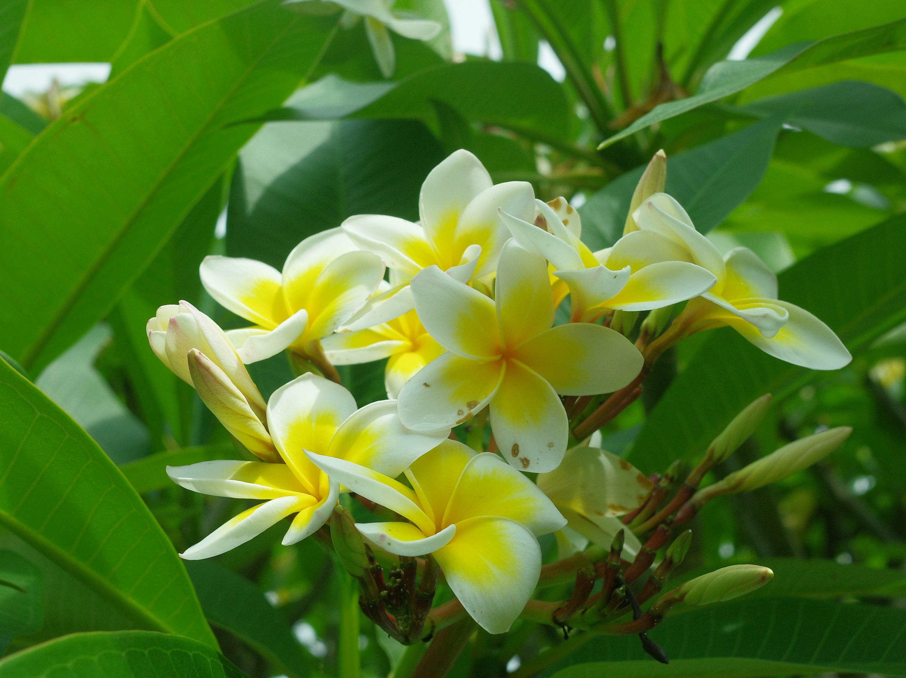 プルメリアの花が葉の間で咲く庭のクローズアップ