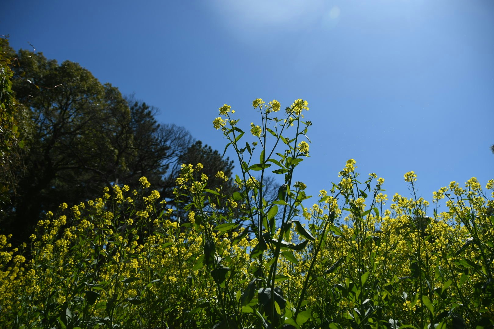 皇居外周の新緑と菜の花の咲く風景