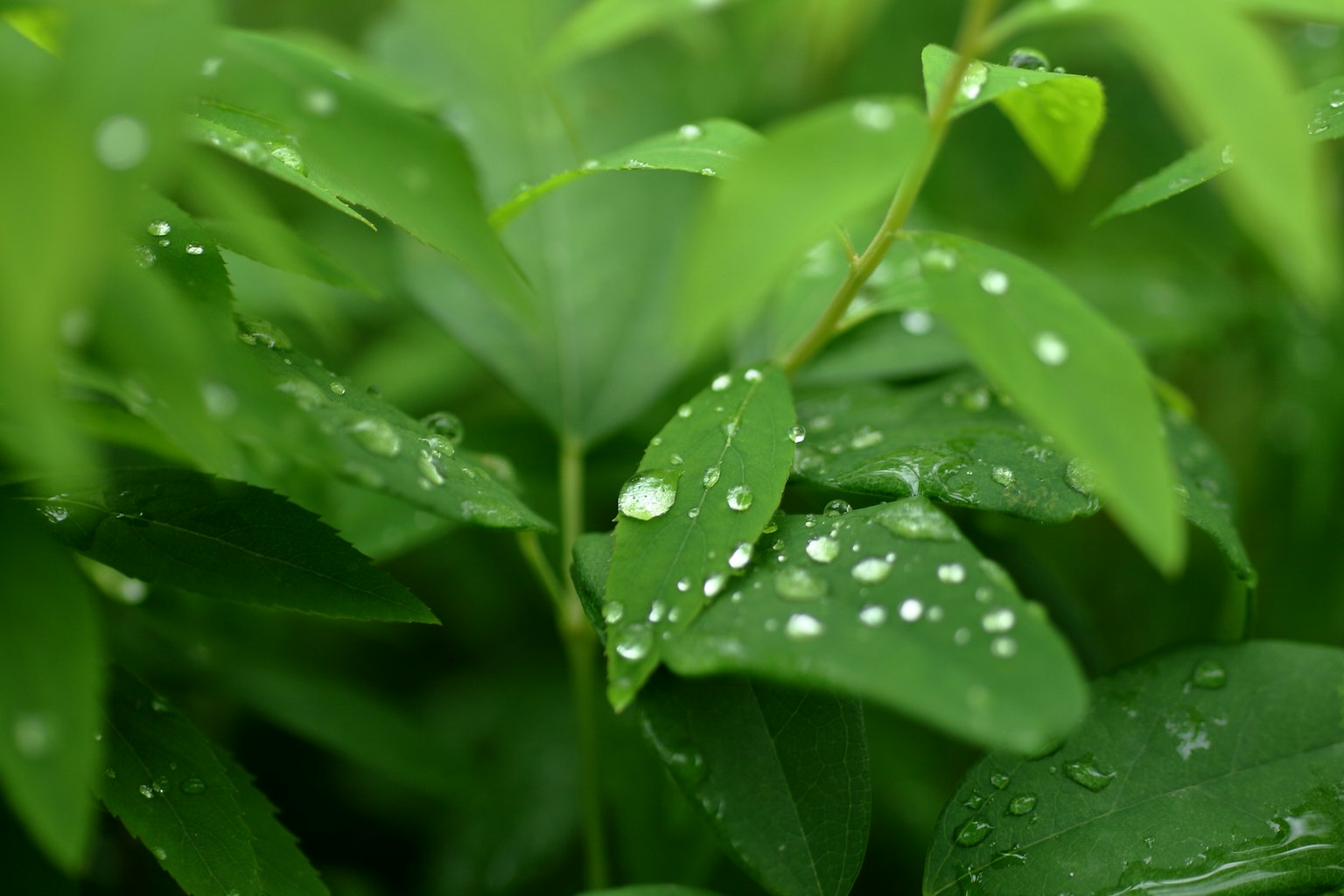 Foto ravvicinata di foglie verdi con gocce d'acqua