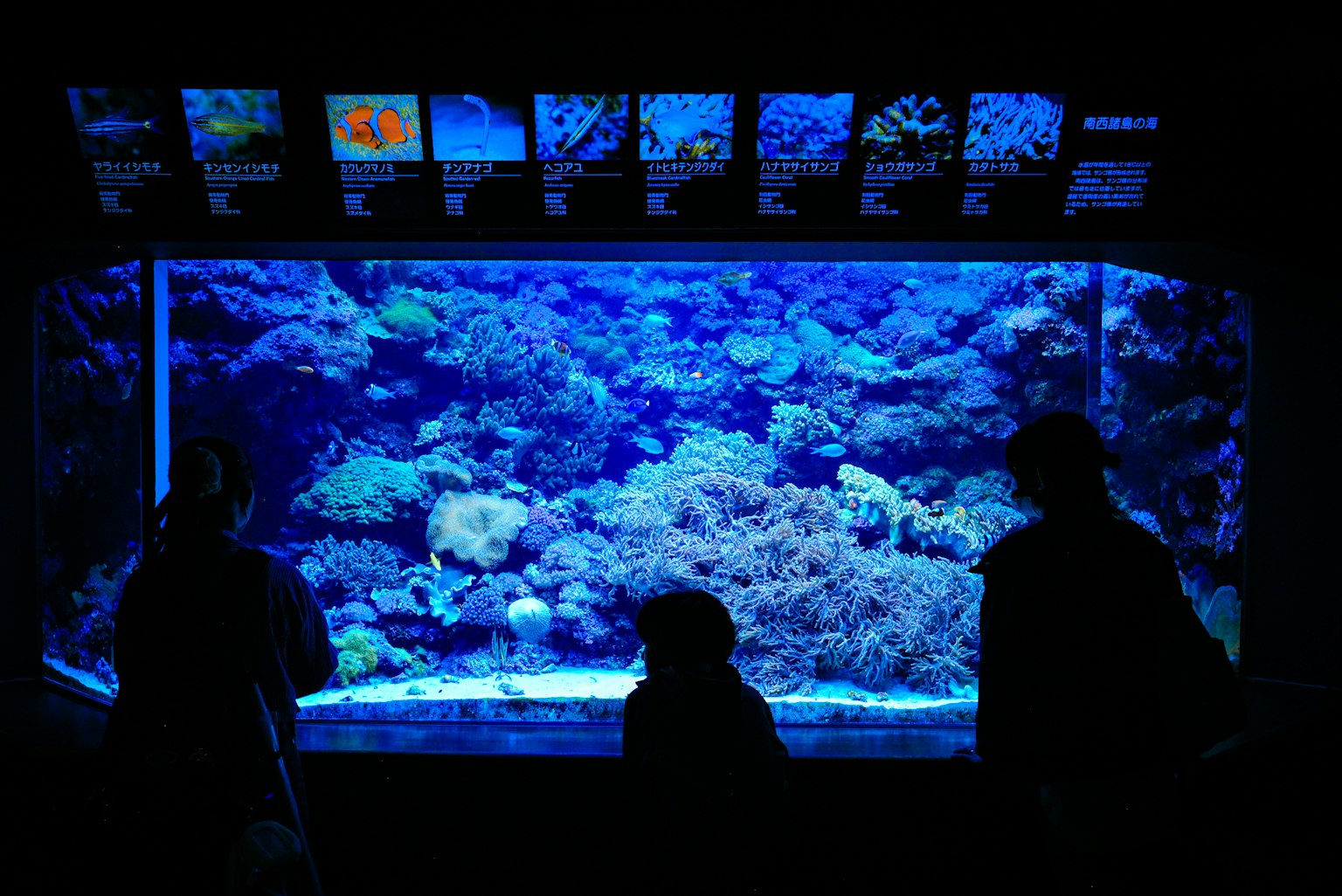 Silhouettes of people standing in front of a blue aquarium filled with colorful corals