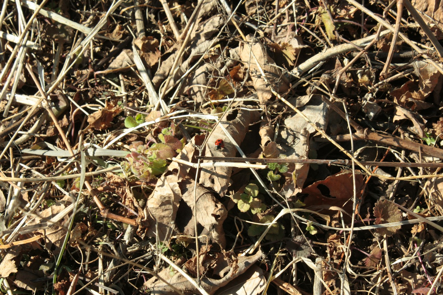 Ground covered with dry leaves and grass featuring small green plants