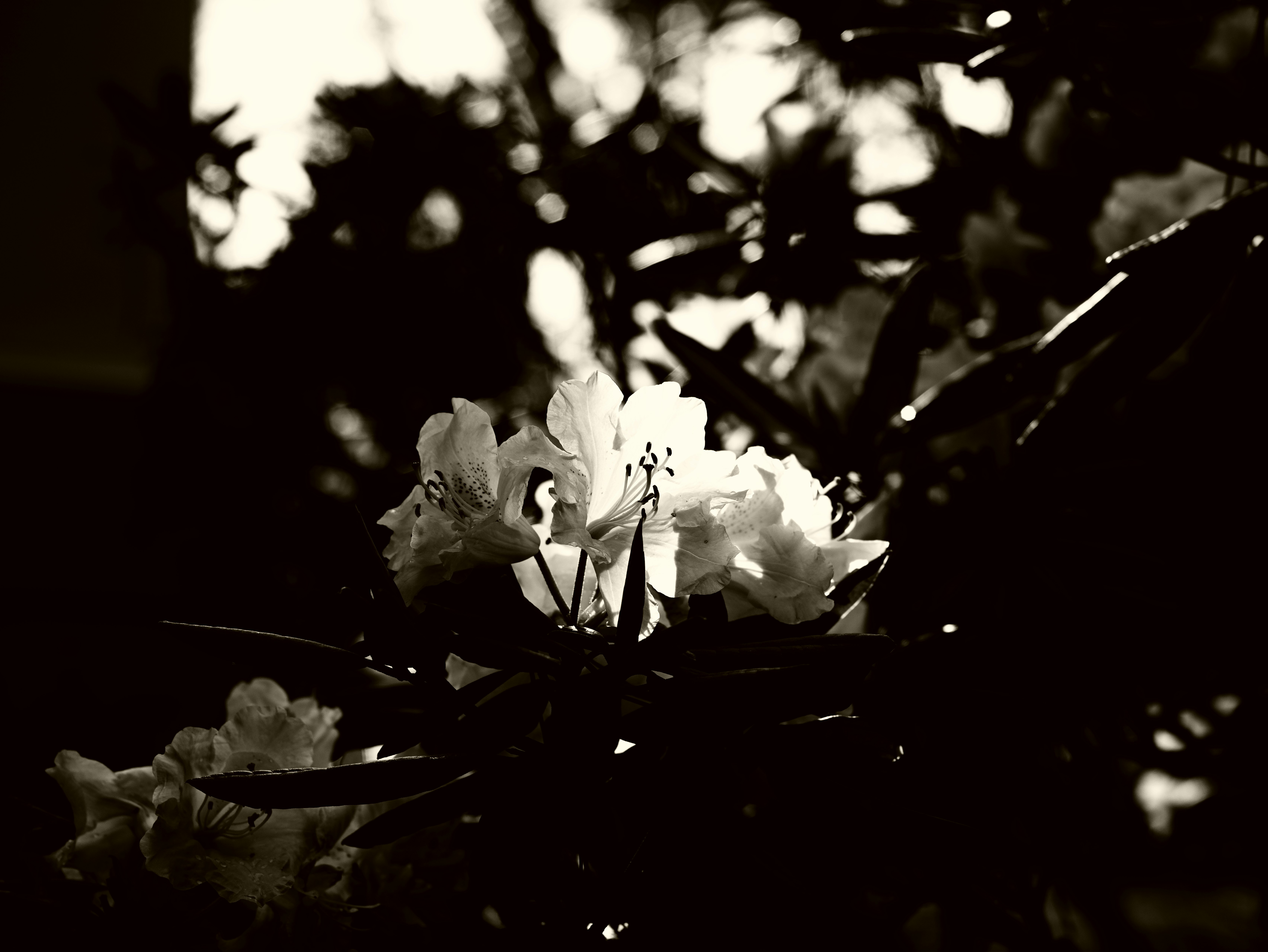 quiet bouquet with scattered petals