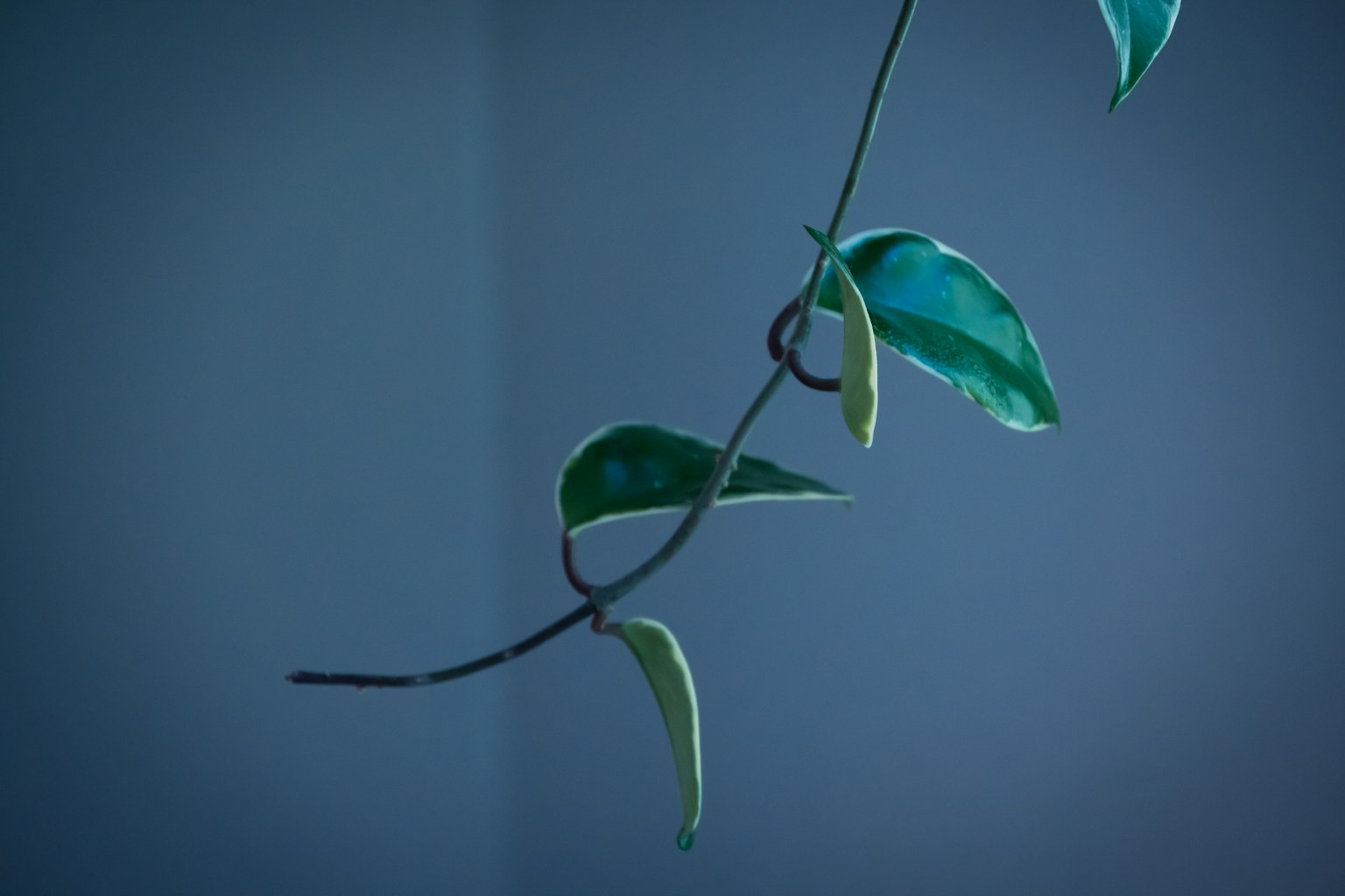 Ein Weinrebenast mit grünen Blättern vor blauem Hintergrund