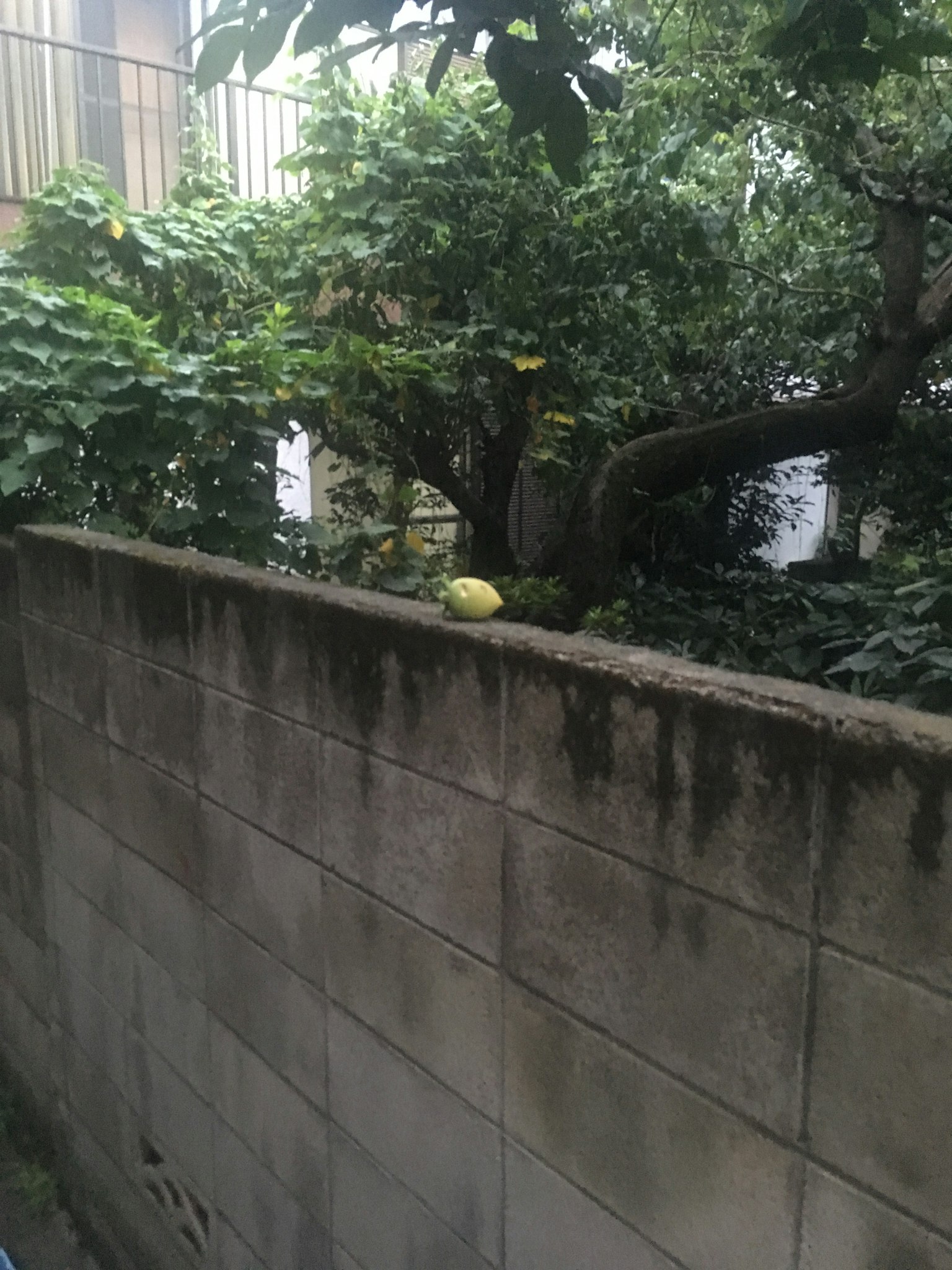 Una vista che presenta alberi verdi lussureggianti e parte di un muro con quello che sembra un frutto appoggiato sopra