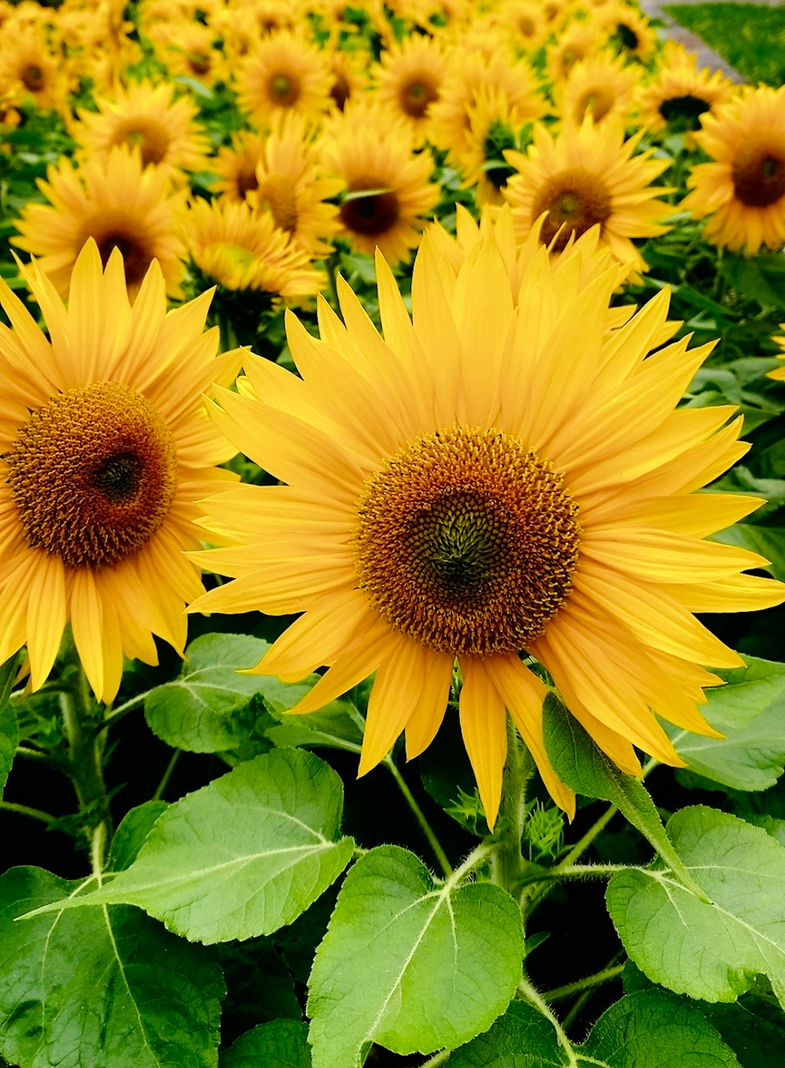 Champ de tournesols jaunes brillants en pleine floraison