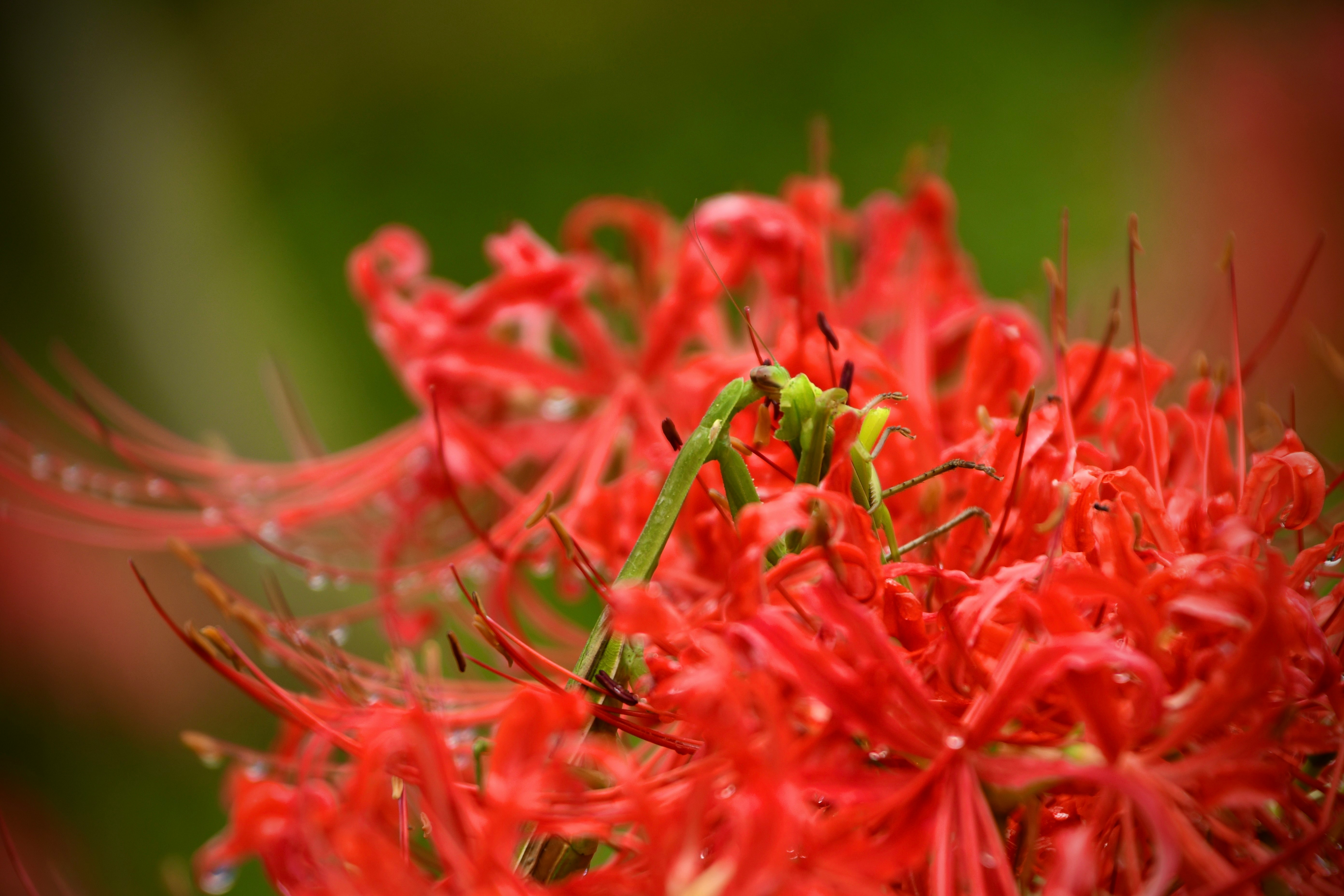 赤い彼岸花の群生と花の細部