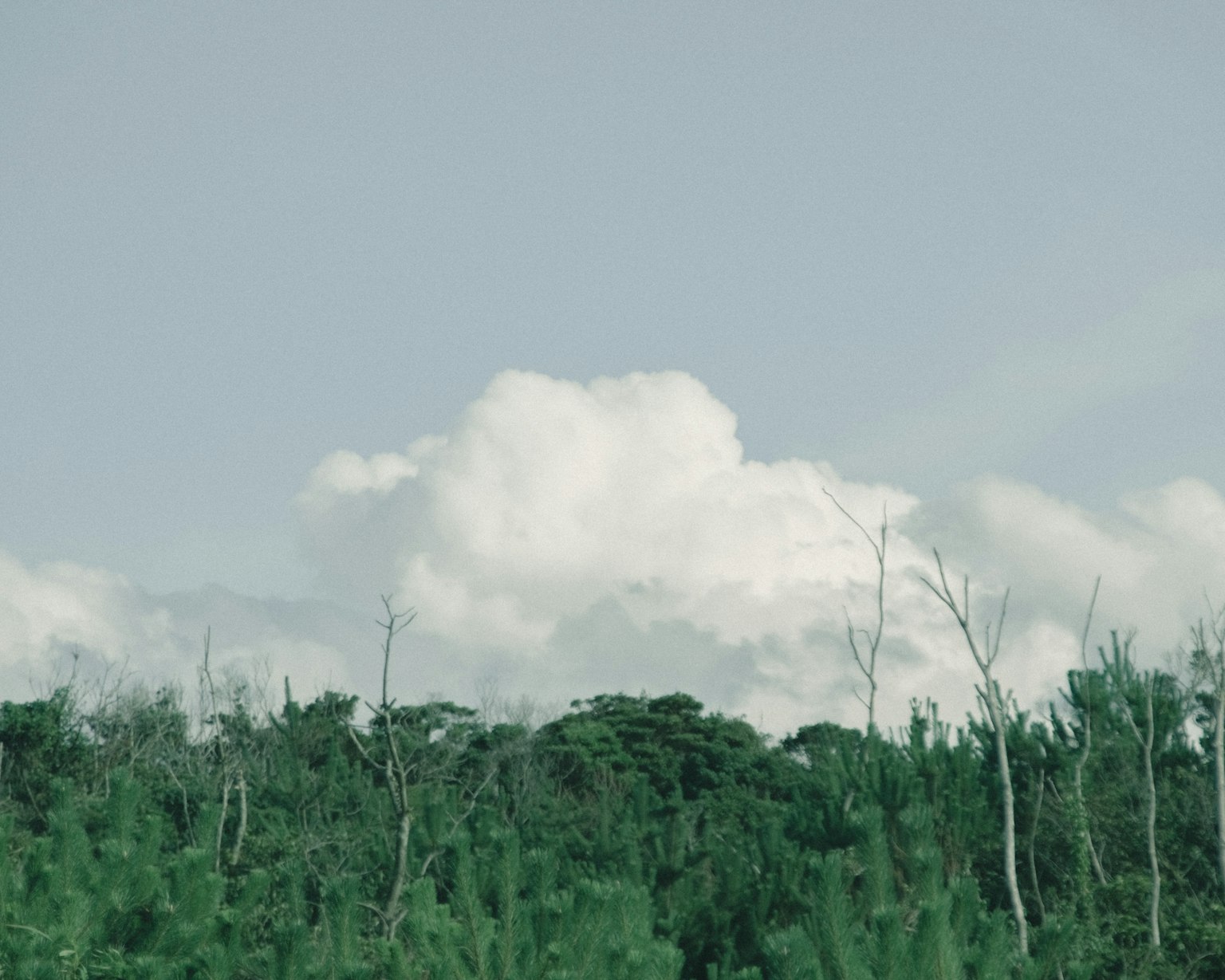 Un paysage avec des nuages blancs sous un ciel bleu et une forêt verte