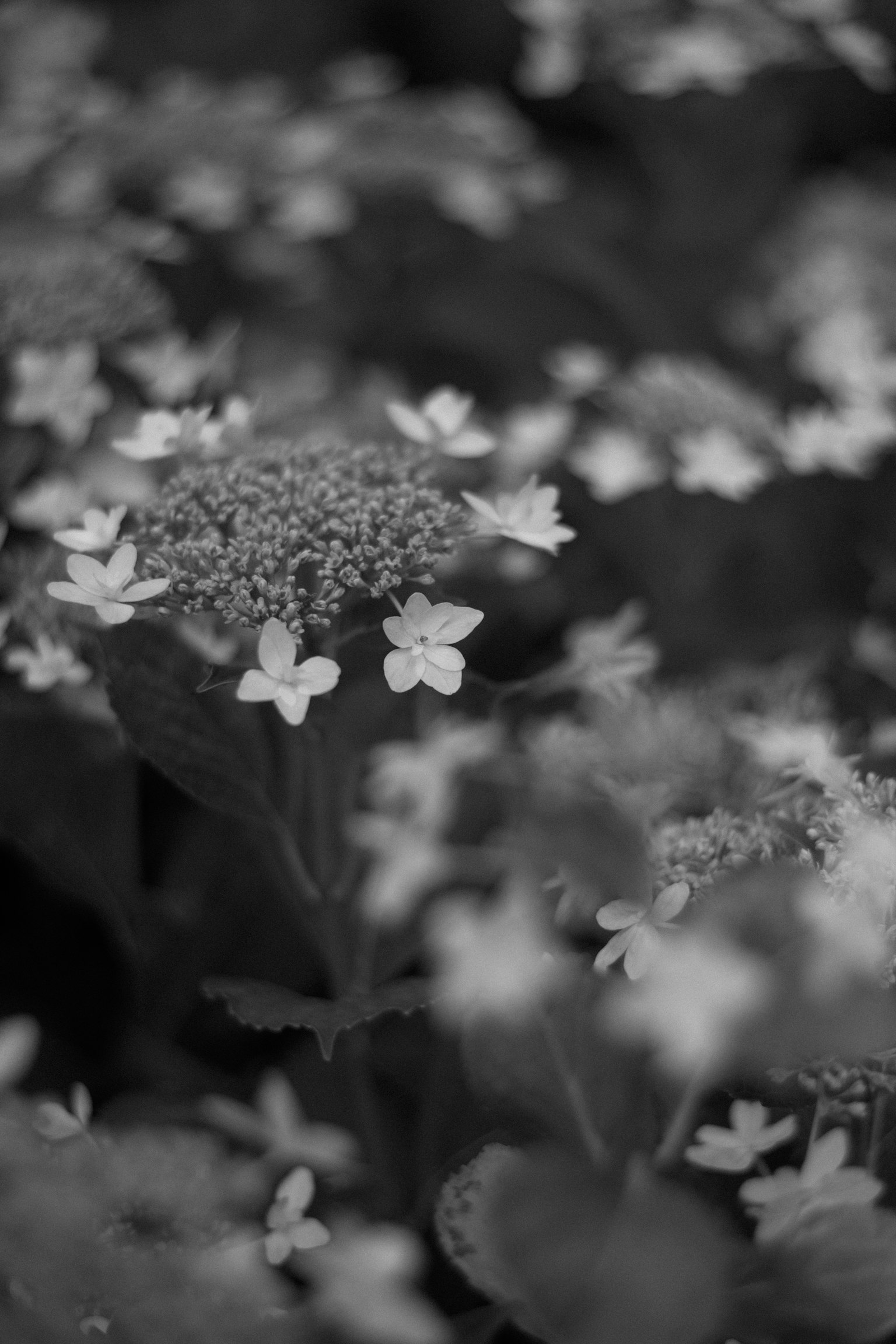 Primo piano di una scena floreale in bianco e nero con petali delicati