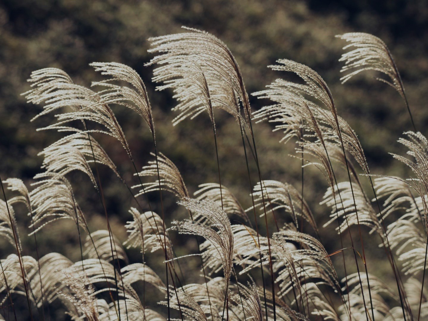 Herbe de susuki ondulant dans une prairie sous un ciel d’automne clair à Soni Plateau